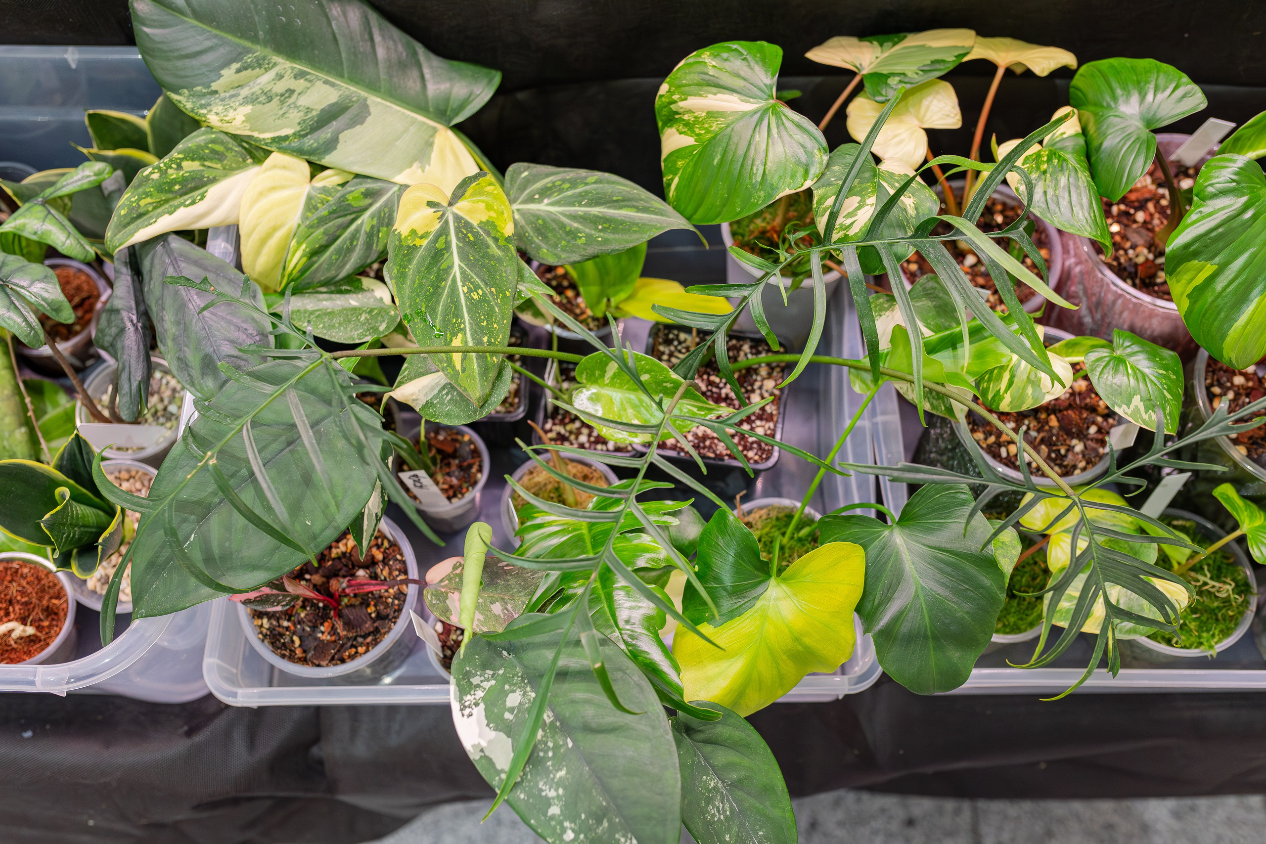 Монстериум апрель 2026. Александра Куликова фотограф, Москва