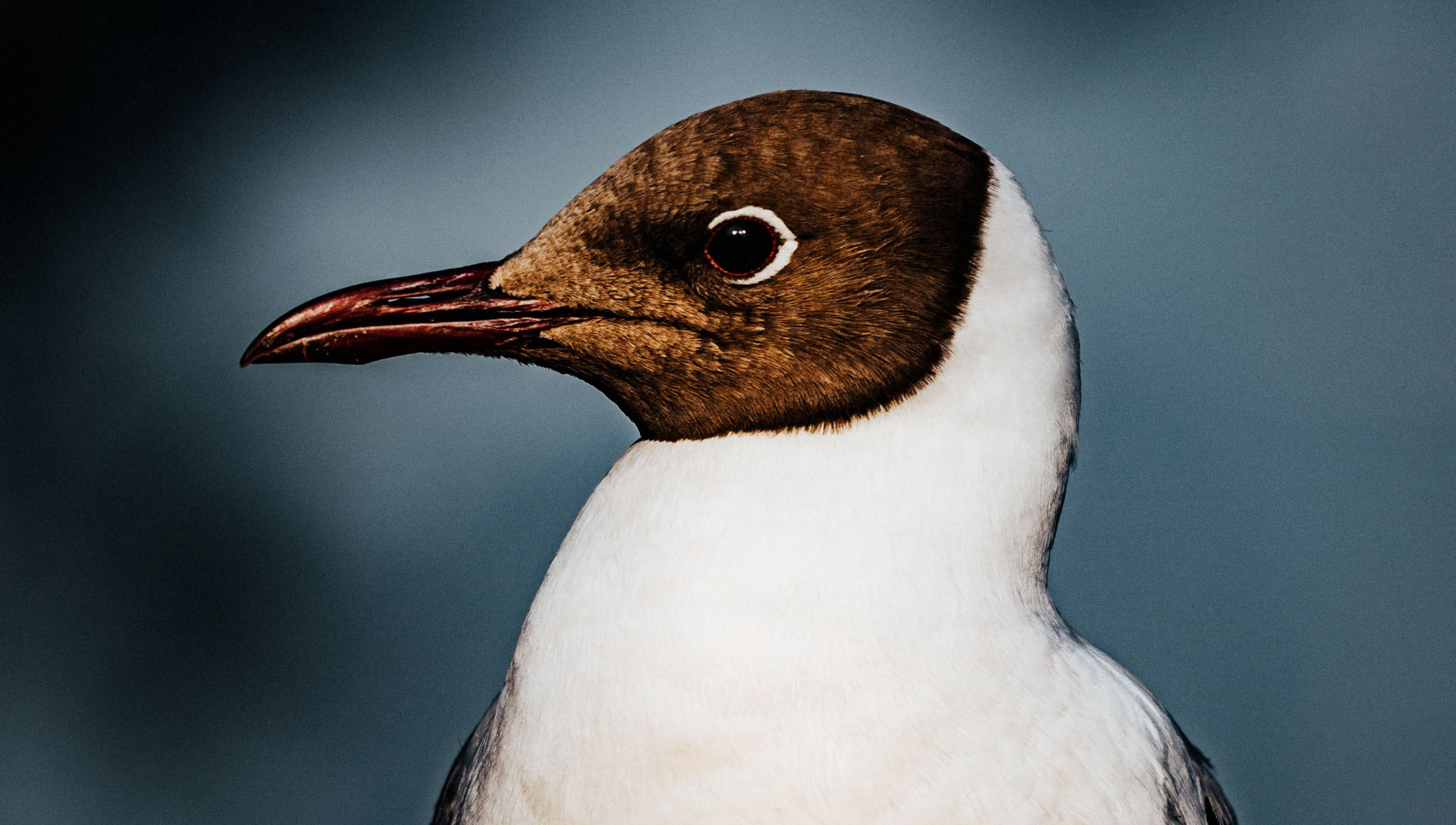 Saint Petersburg. The Andris