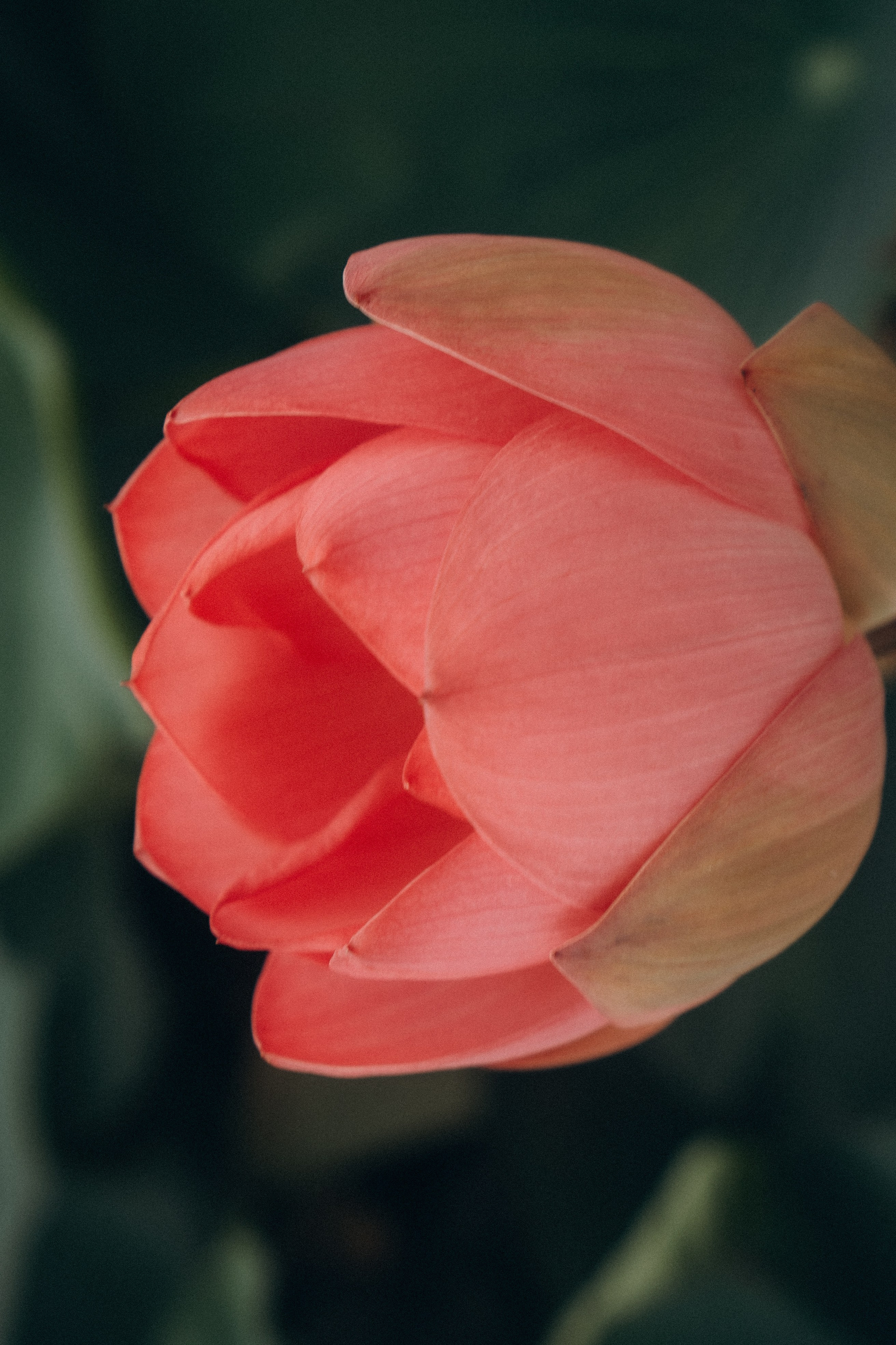 ЛОТОСОВАЯ ПОЛЯНА. Профессиональный фотограф, Санкт-Петербург — Виктория Богомолова
