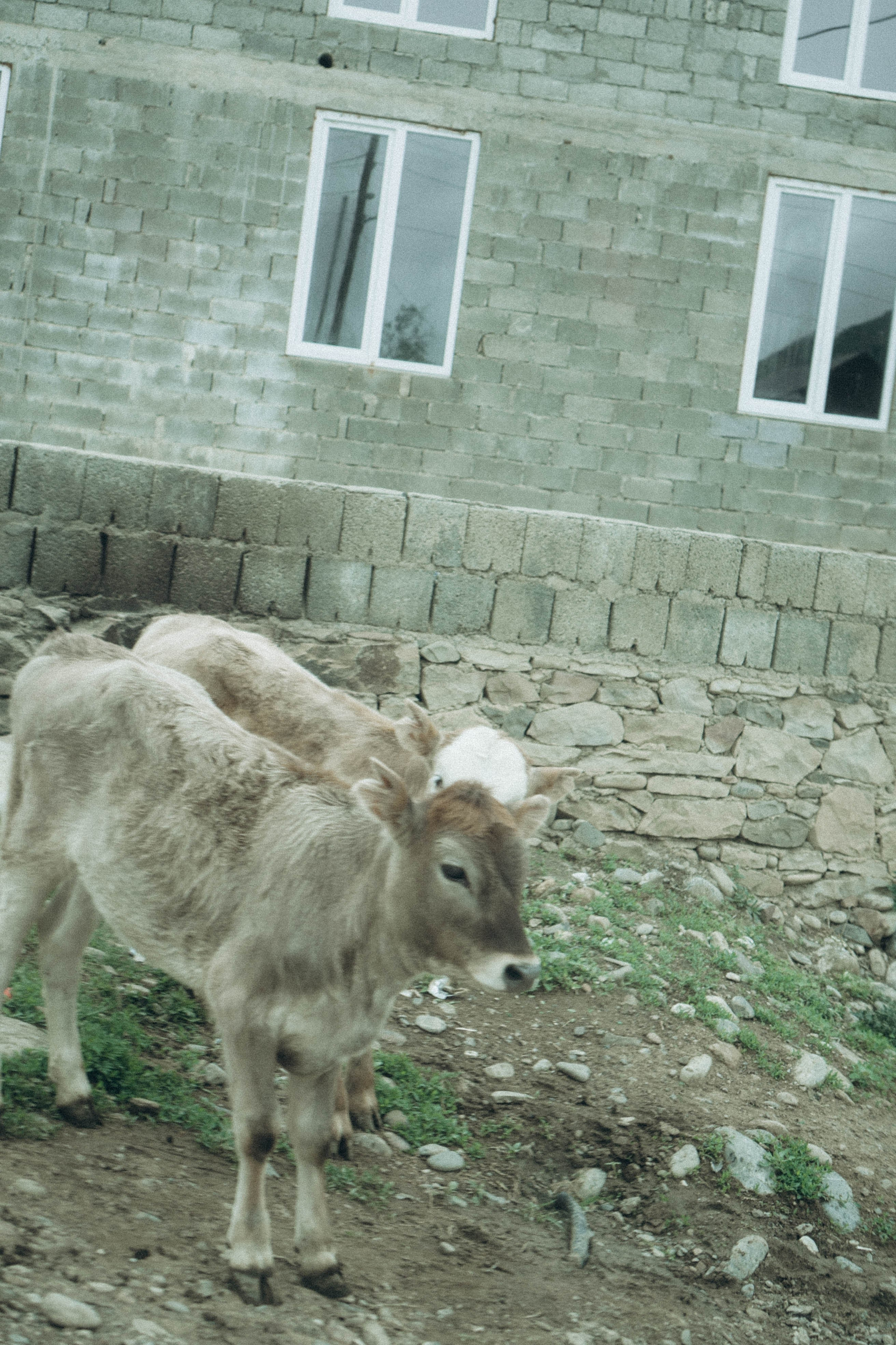 Кавказ. Профессиональный фотограф, Санкт-Петербург — Виктория Богомолова