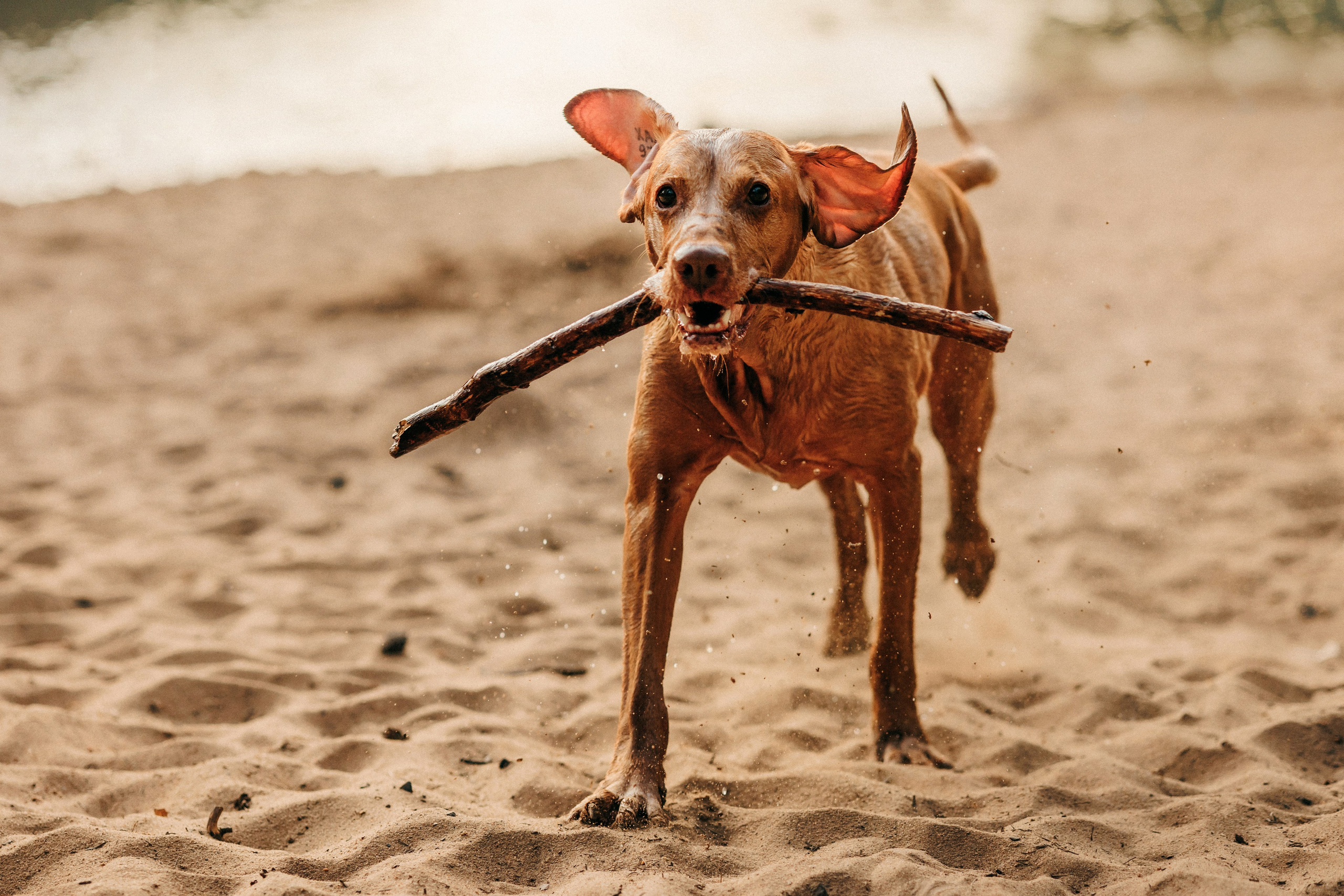 Марина, Глеб, Мая и Чили. Фотограф-анималист Елена Радченко, Москва
