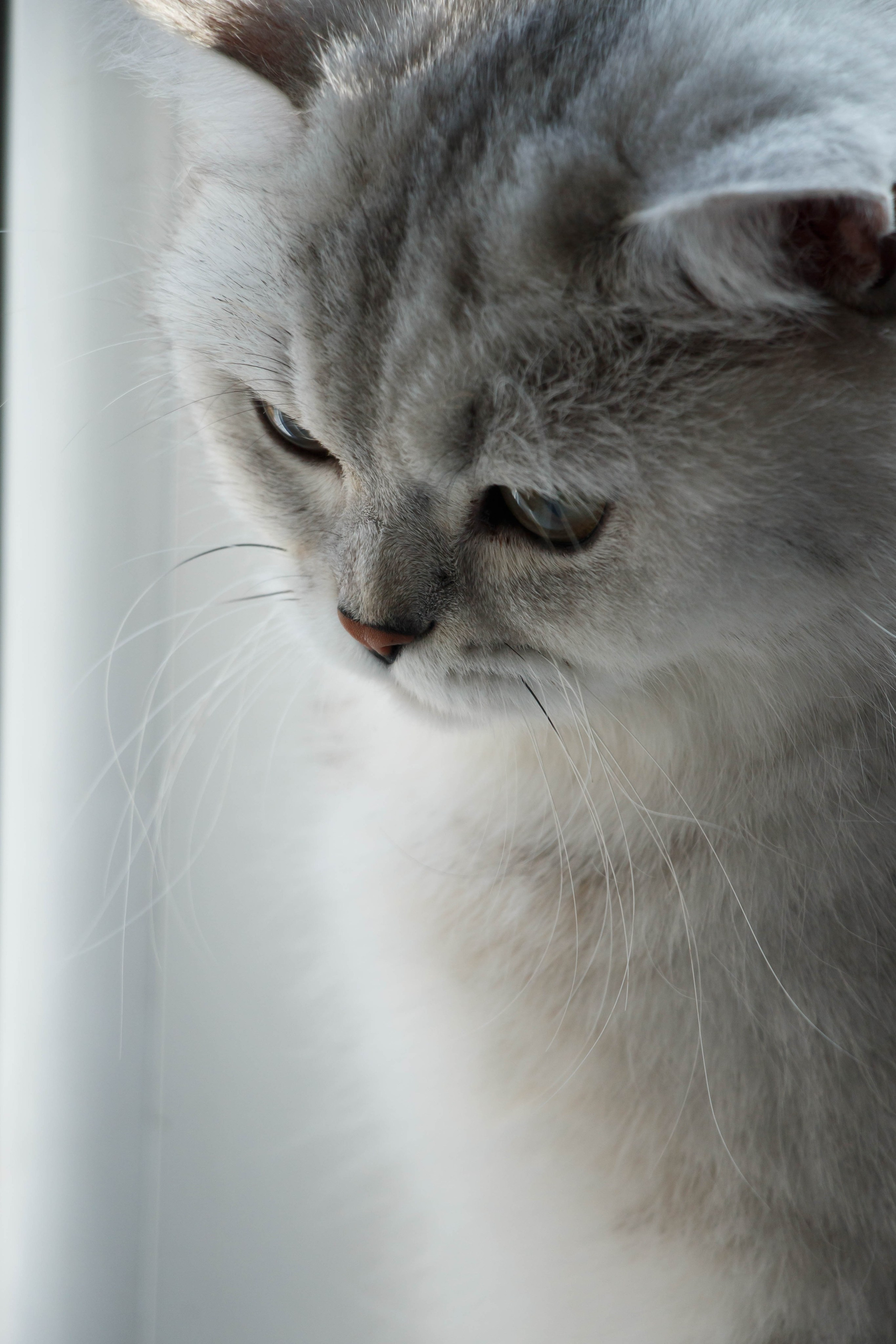 NASTYA & KITTI. Бережно сохраняю ваши чувства и истории на своих фотографиях