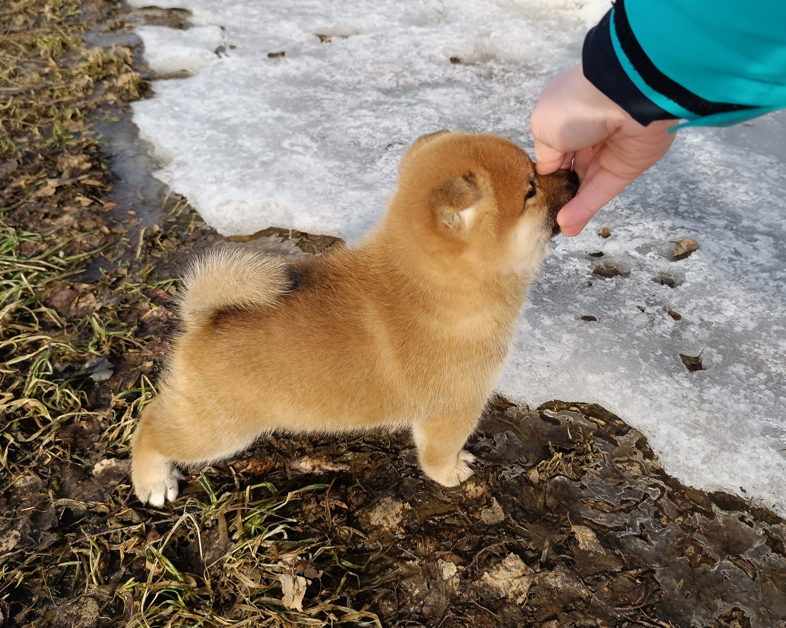 Сиба Rubylight Everest питомник Рубилайт 