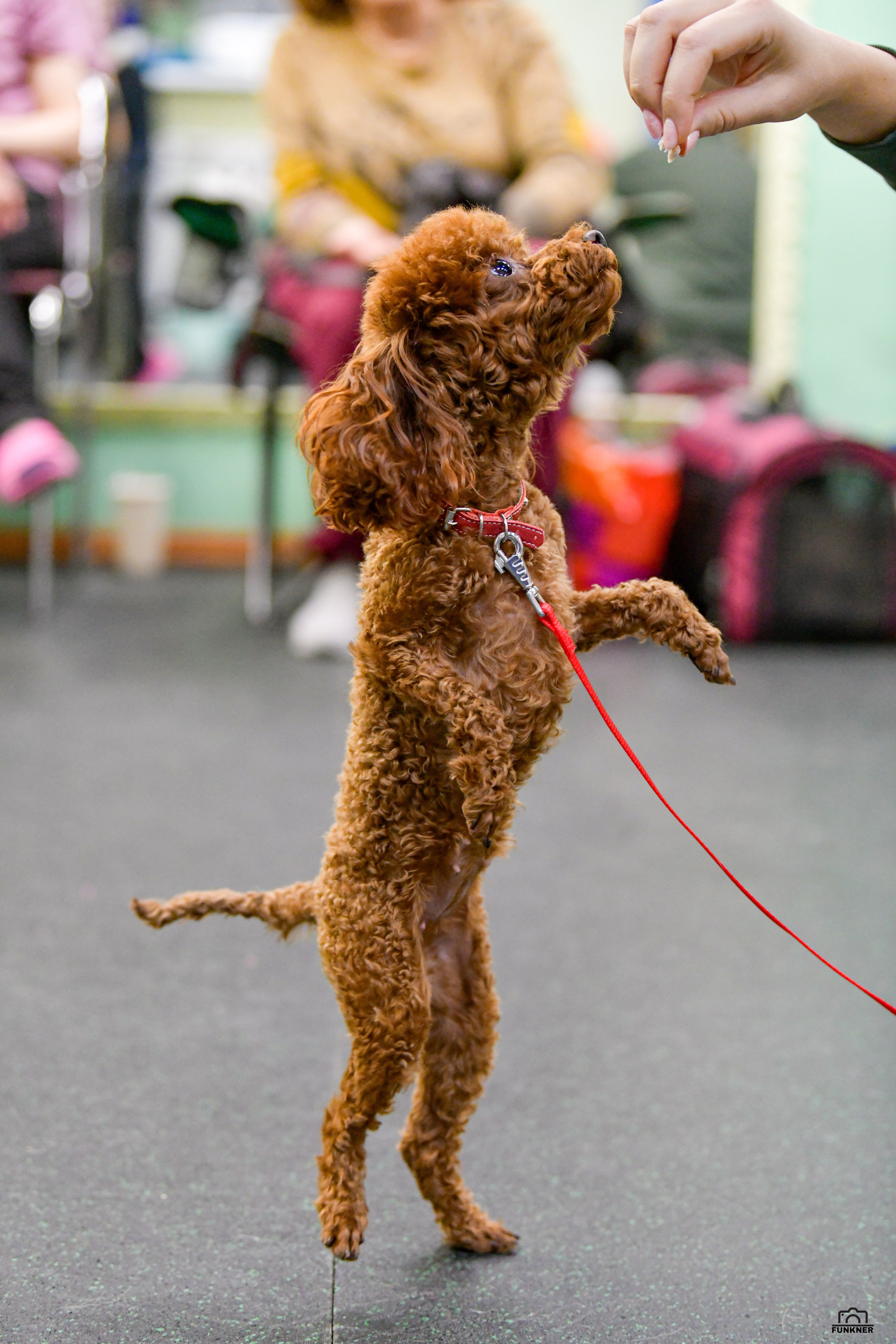 Кинологический клуб «Бодрый хвост». Свой взгляд через объектив