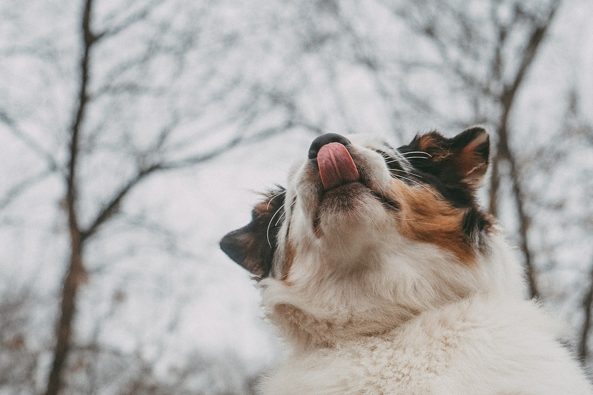 Лиза и Бублик. Фотограф анималист в Москве и Санкт-Петербурге Свиридова Анна
