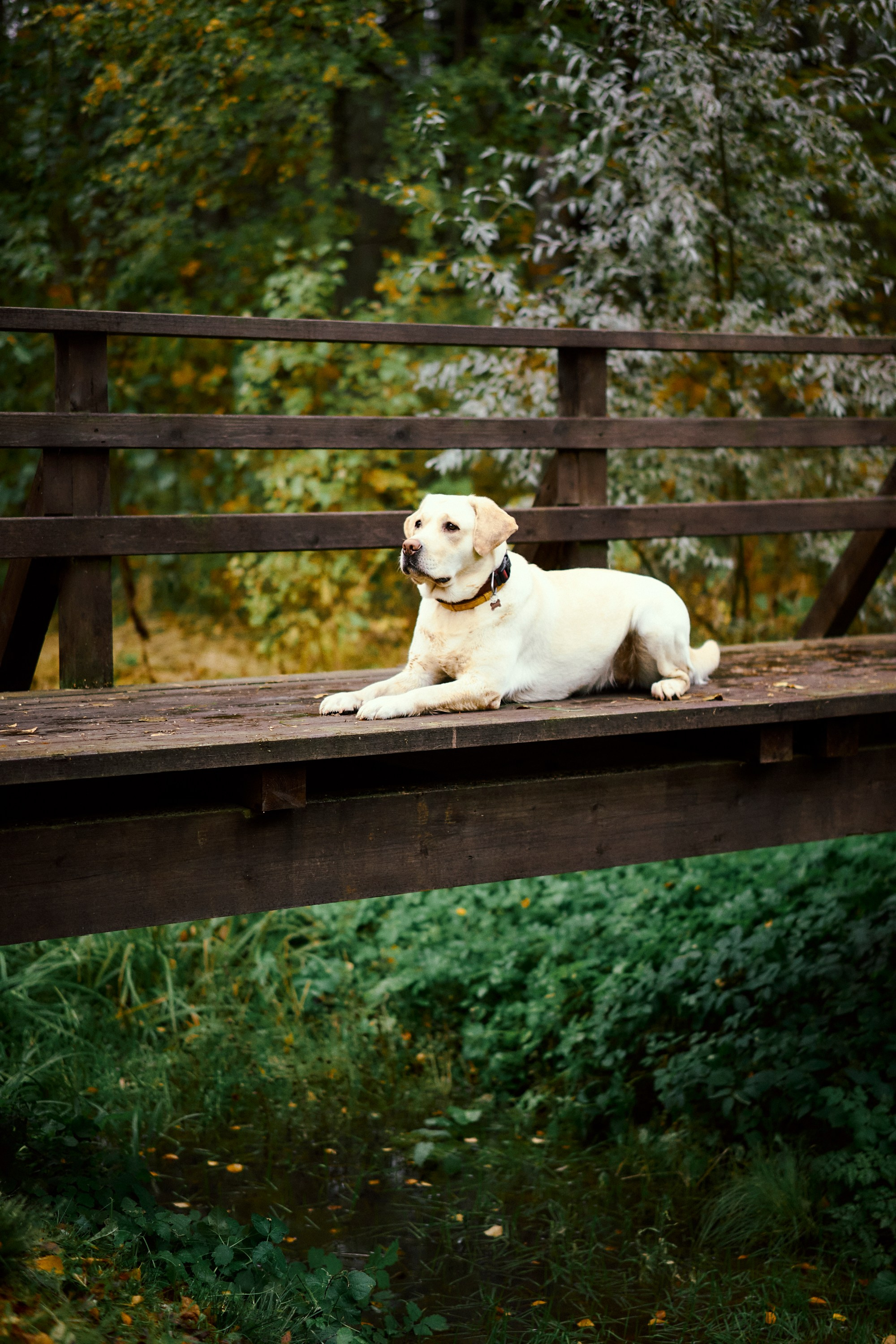 Bell and Black. Vutitsa