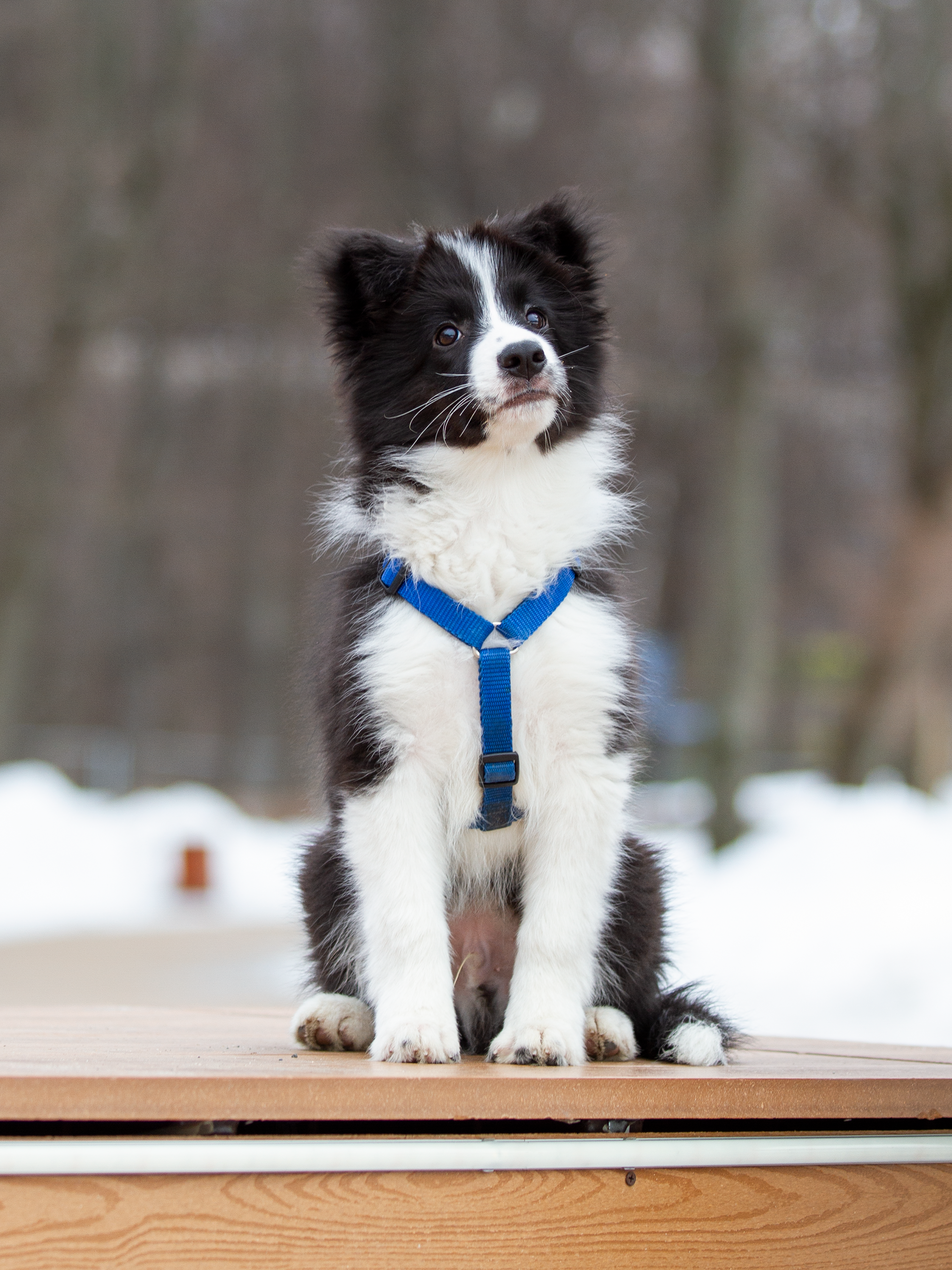 Щенки. Фотограф-анималист в Москве и МО Самойлова Марина