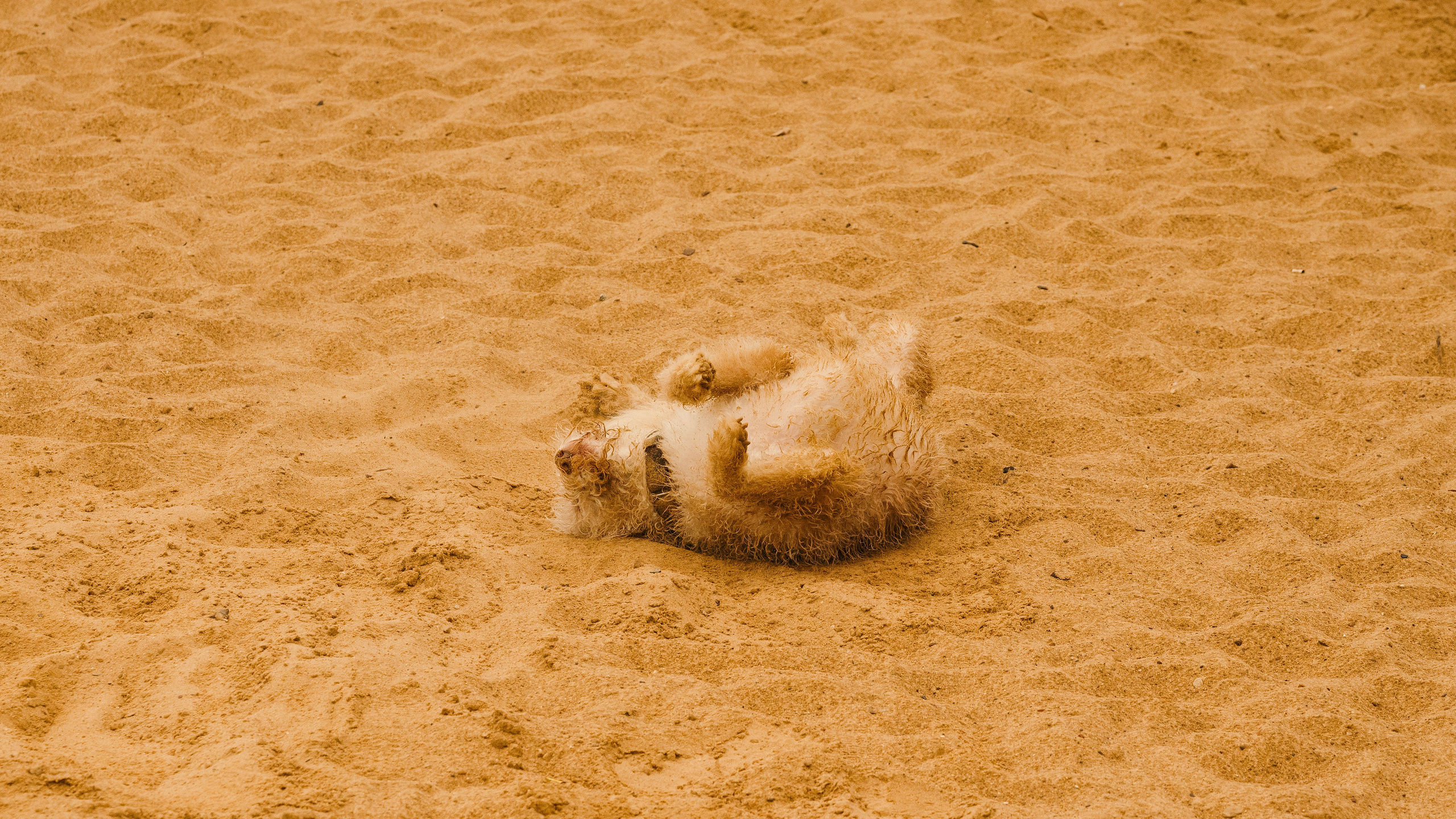 Акиро и Йоши. Фотограф- анималист Александра Матвеева