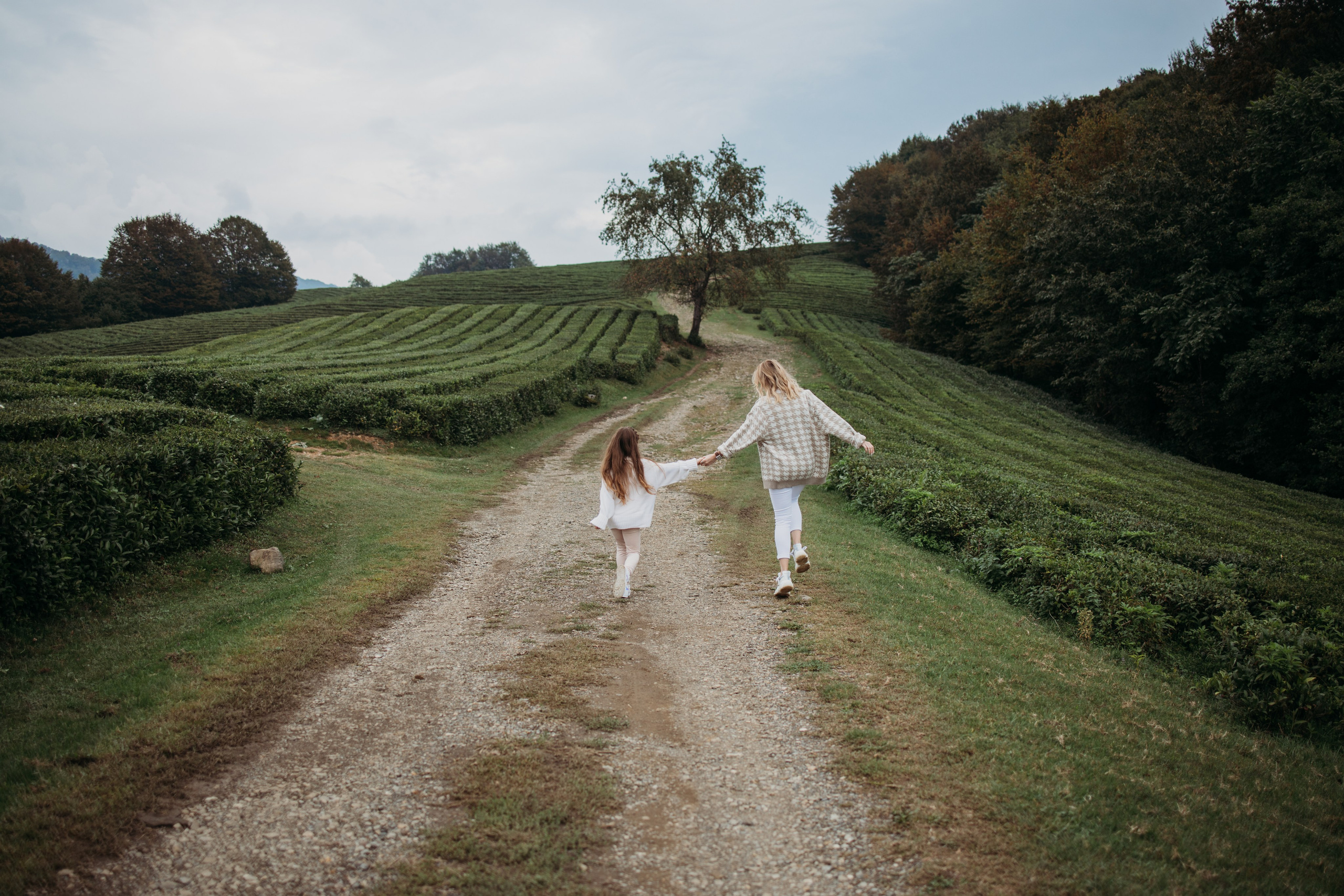 Чайные плантации мацеста. Фотограф Сочи Татьяна Зорина