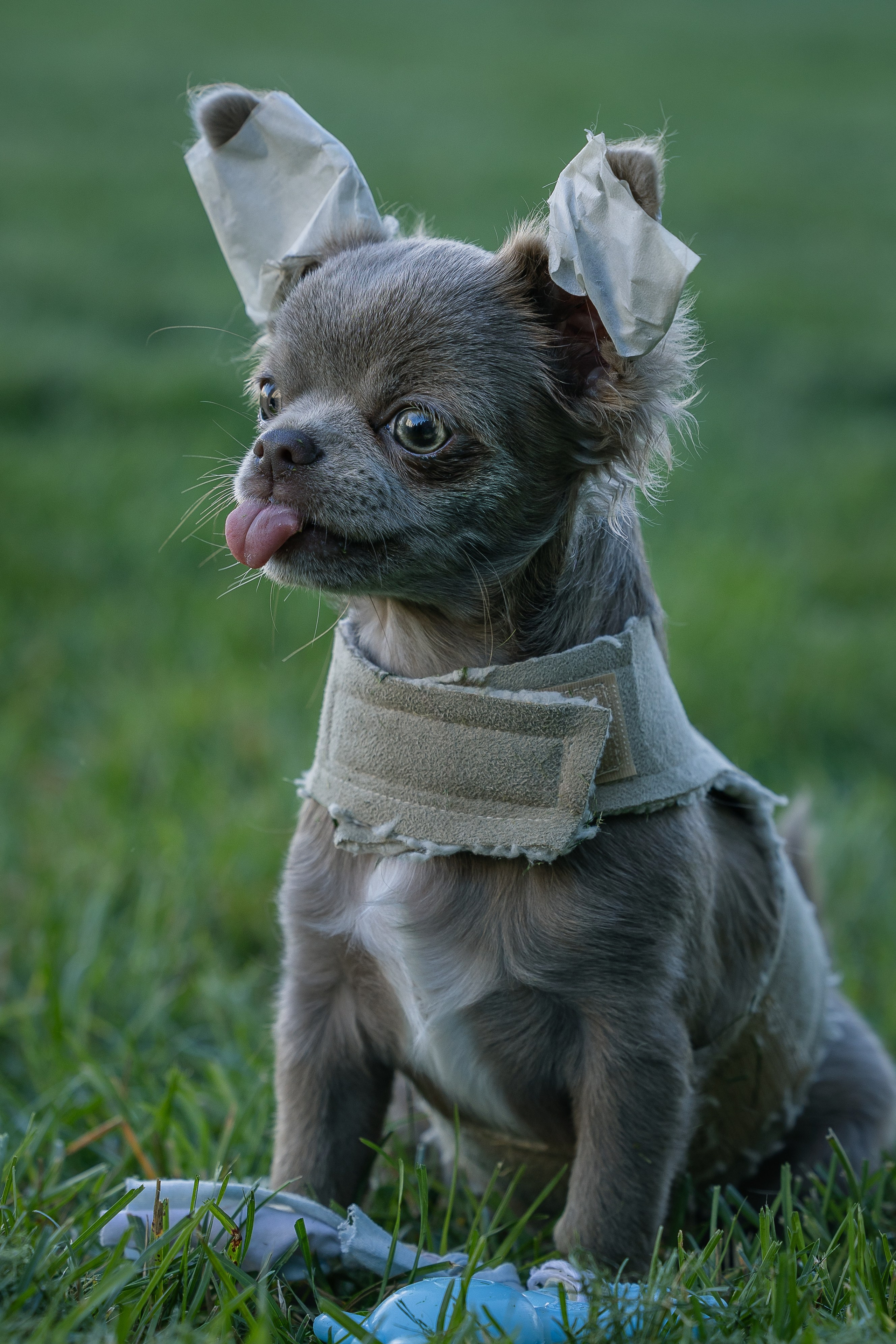 Норман. Виктория Михайловская. Фотограф-анималист. Москва