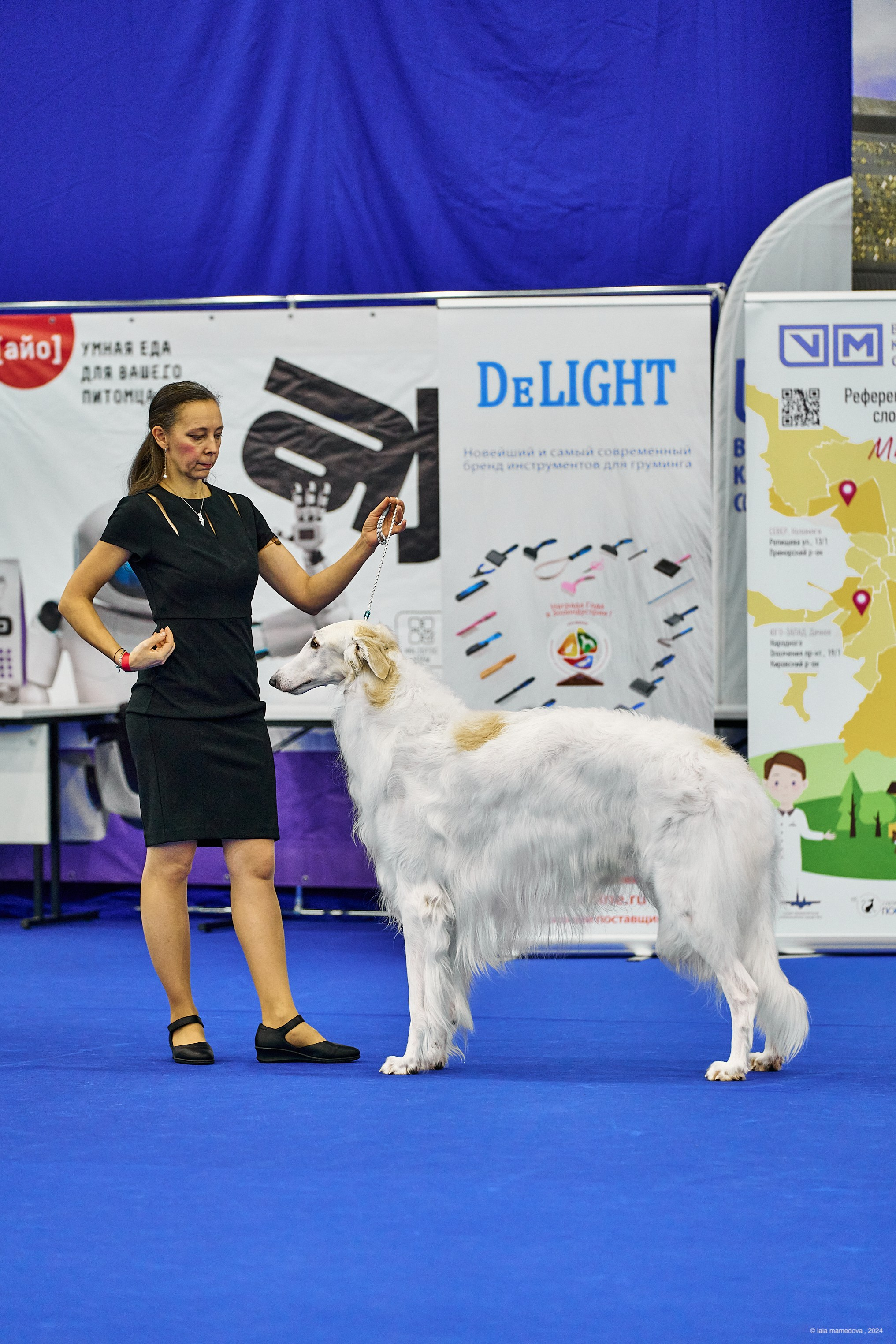 РЕЙТИНГОВАЯ ВЫСТАВКА СОБАК ВСЕХ ПОРОД С ОСОБЫМ СТАТУСОМ"НЕВСКИЙ ПОБЕДИТЕЛЬ-2024-2"