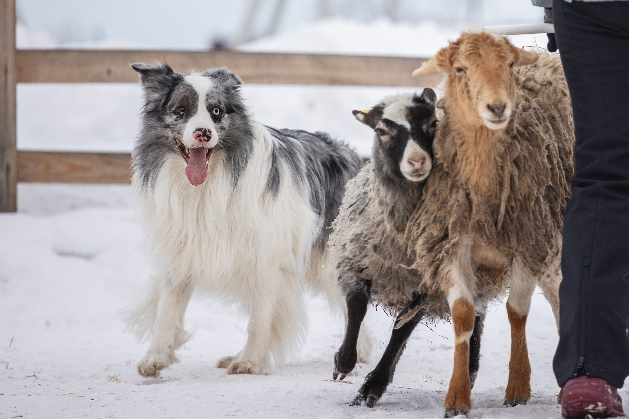 Ольга и Лаки. YULA KOLESOVA | Фотограф — Анималист | Художник | Тюмень