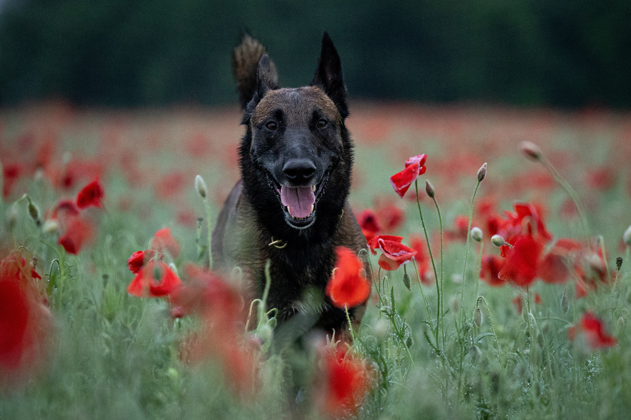 Маковое поле. Фотограф-анималист Анна Маринич