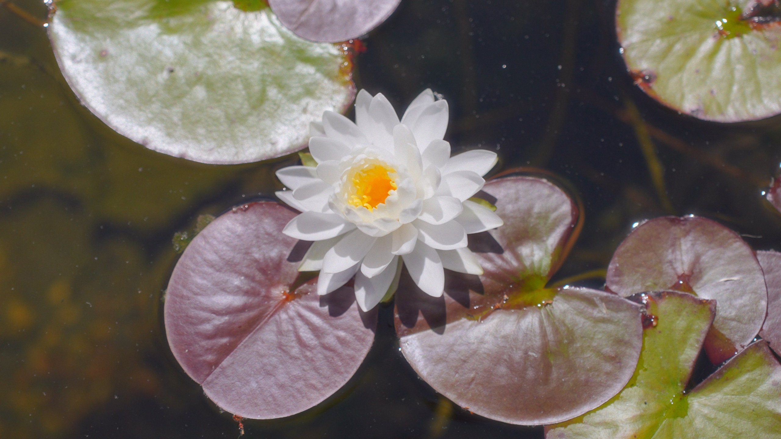 Сергей и Татьяна. Агата Акварель видеограф Сочи Краснодар