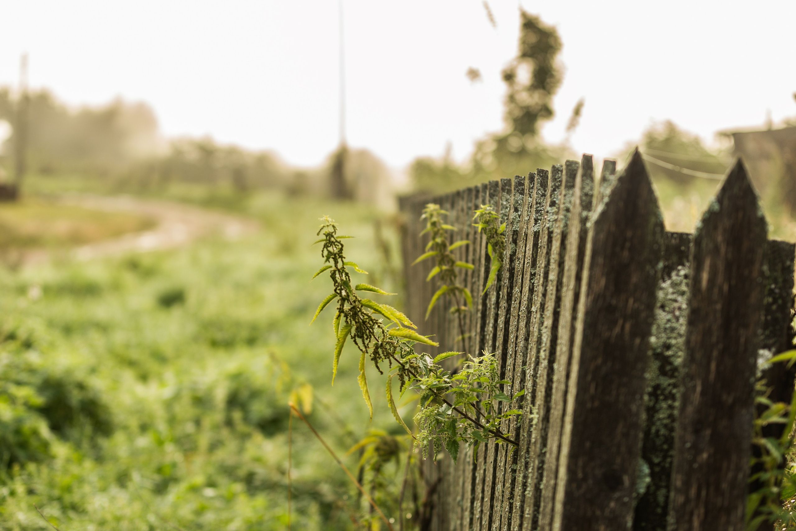 Утро августа. Фотограф в Ветлуге Сергей Белов (VETLUGA B.S.)