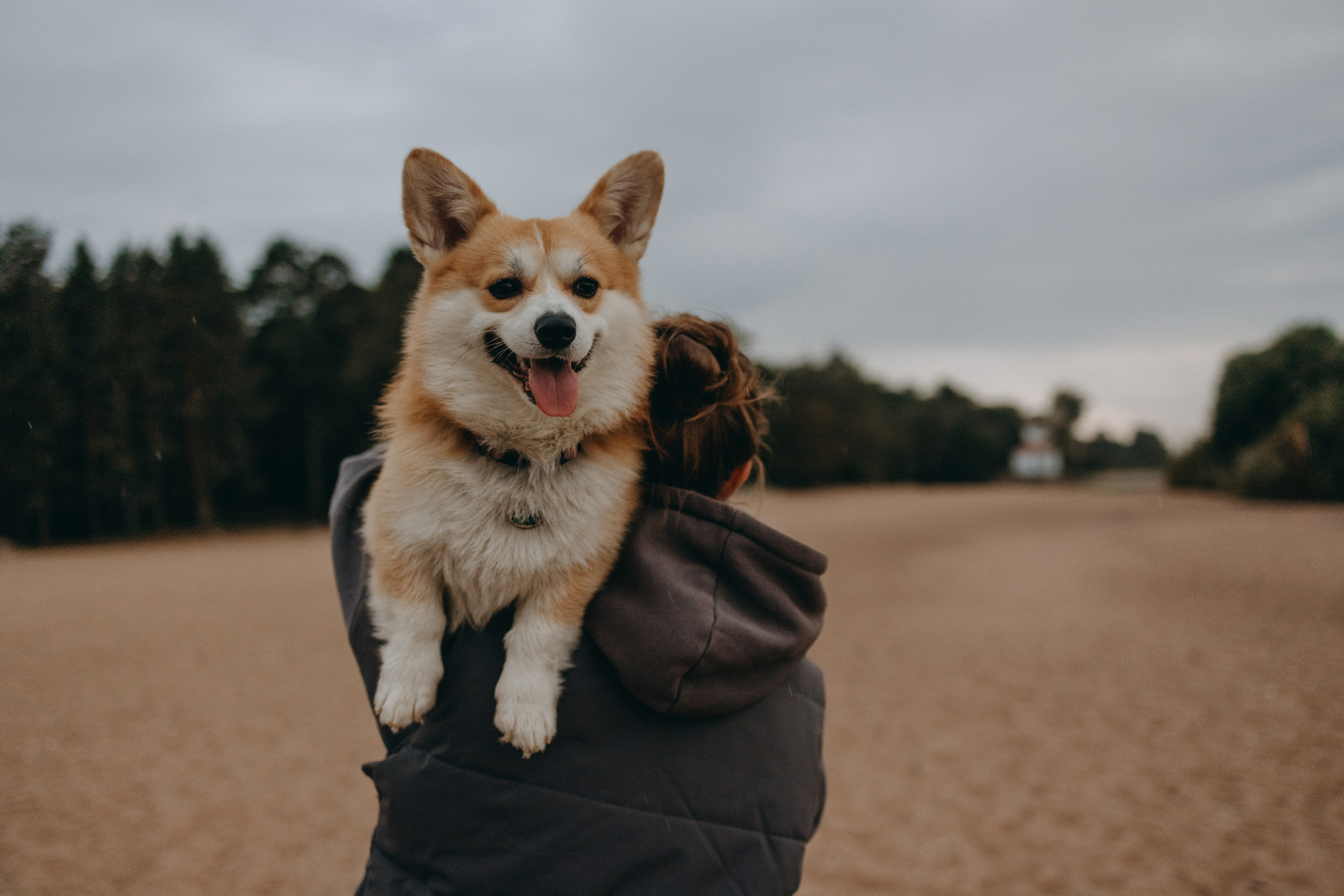 Лиза и Бакс. Фотограф — Анималист | Санкт-Петербург