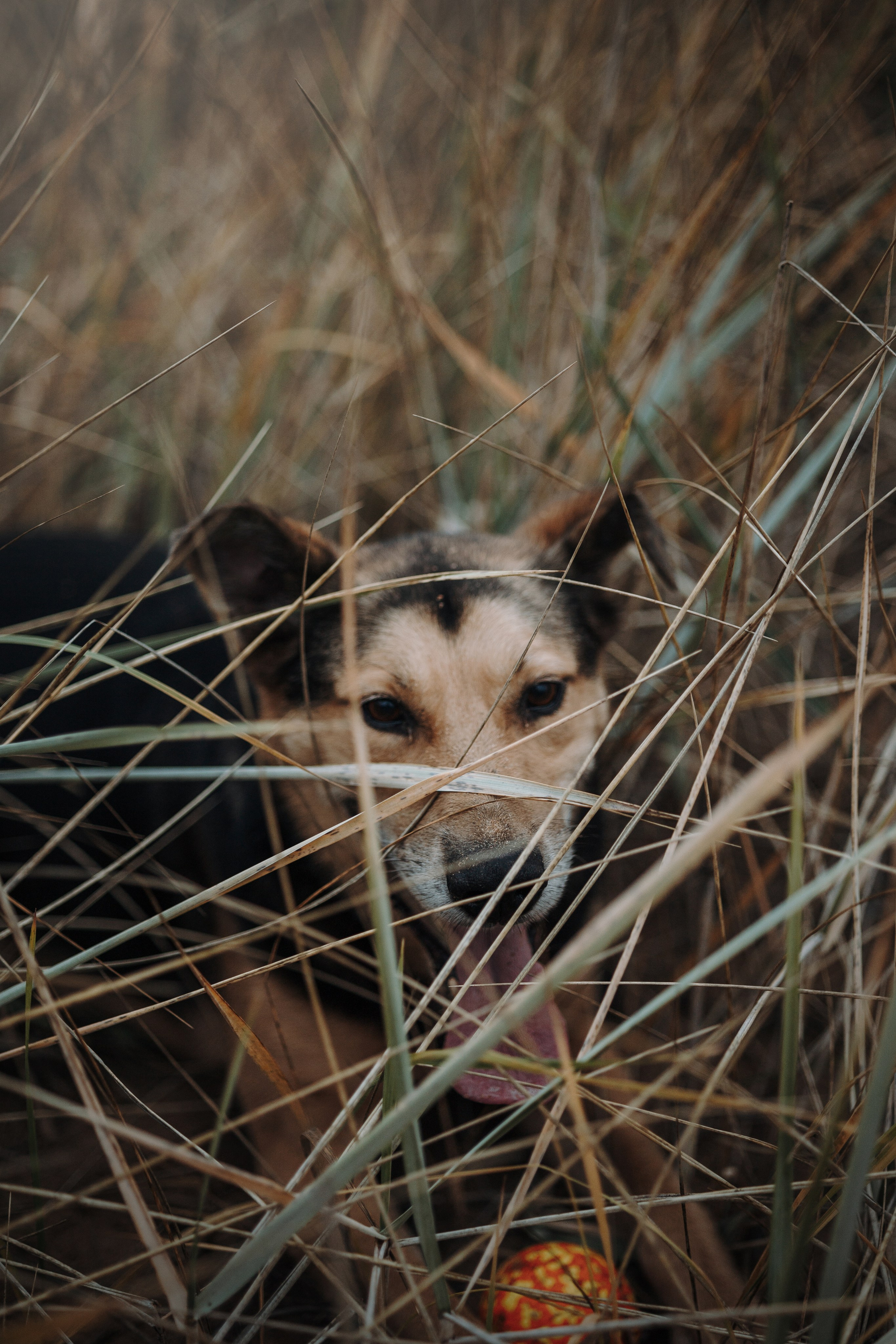 Наталья и Того. Фотограф — Анималист | Санкт-Петербург