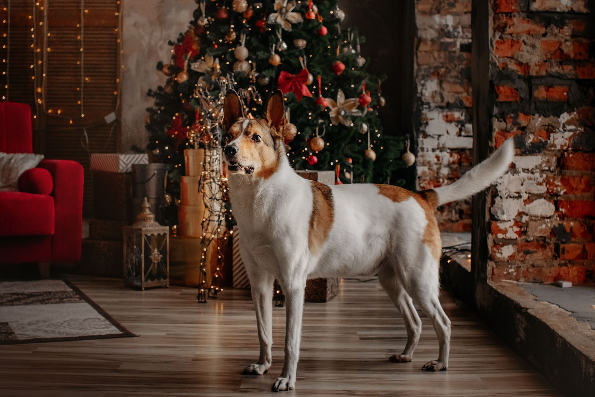 Наталья и Эпик. Фотограф Наталья Потапова