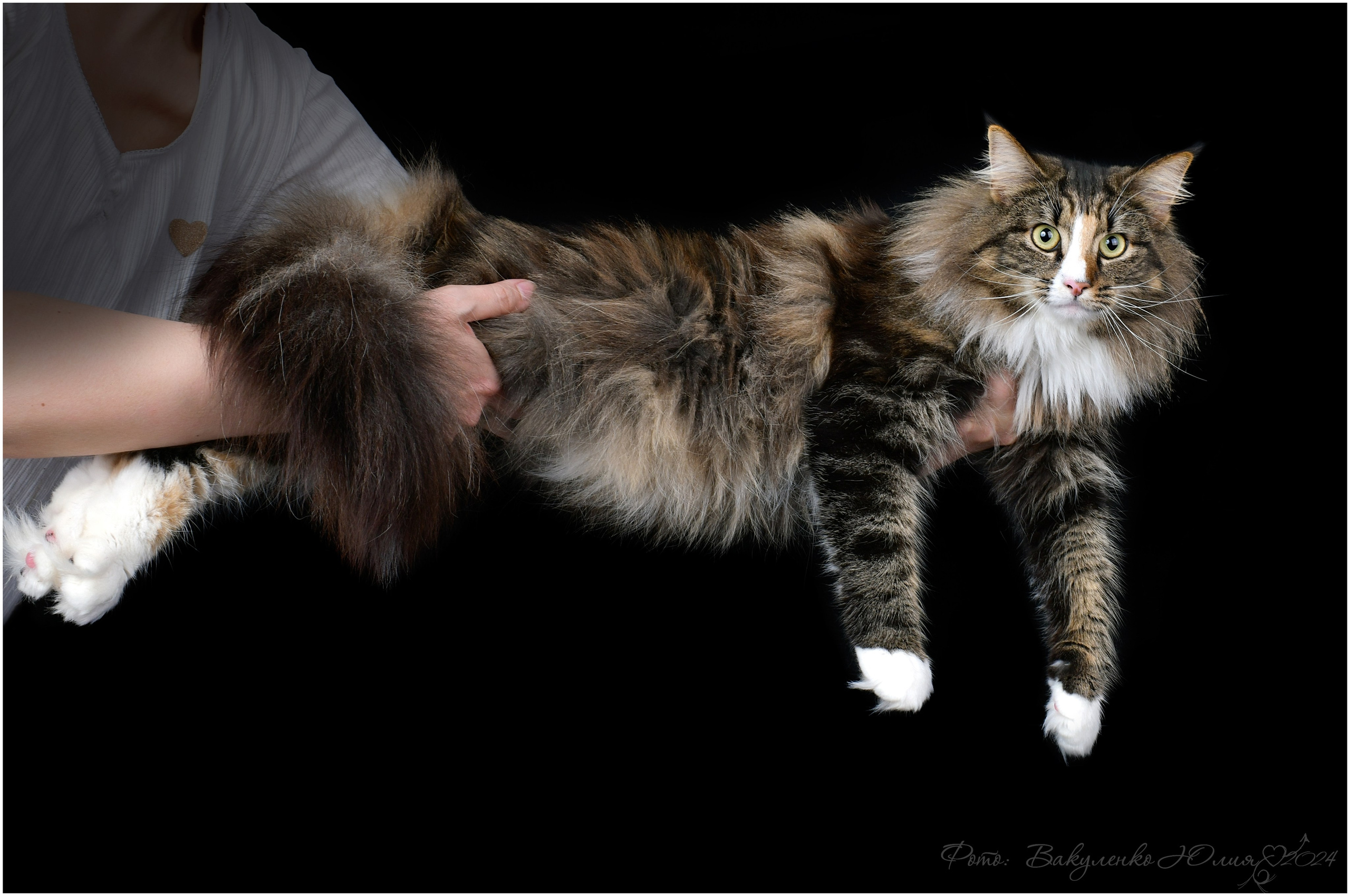 Взрослые. Фотограф анималист | семейный Юлия Вакуленко, г. Краснодар