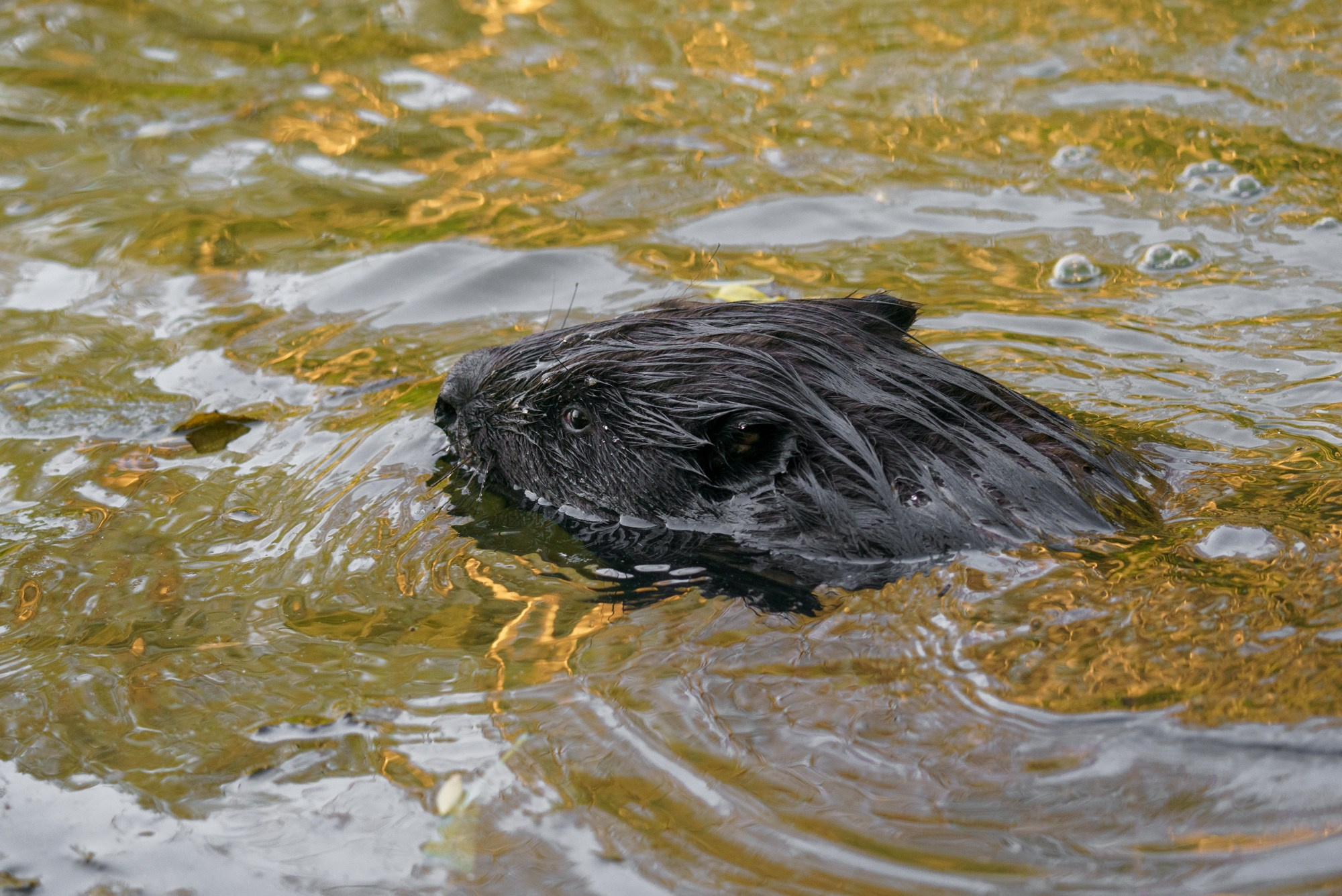 Животные. Ваш личный фотограф Марина Волкова