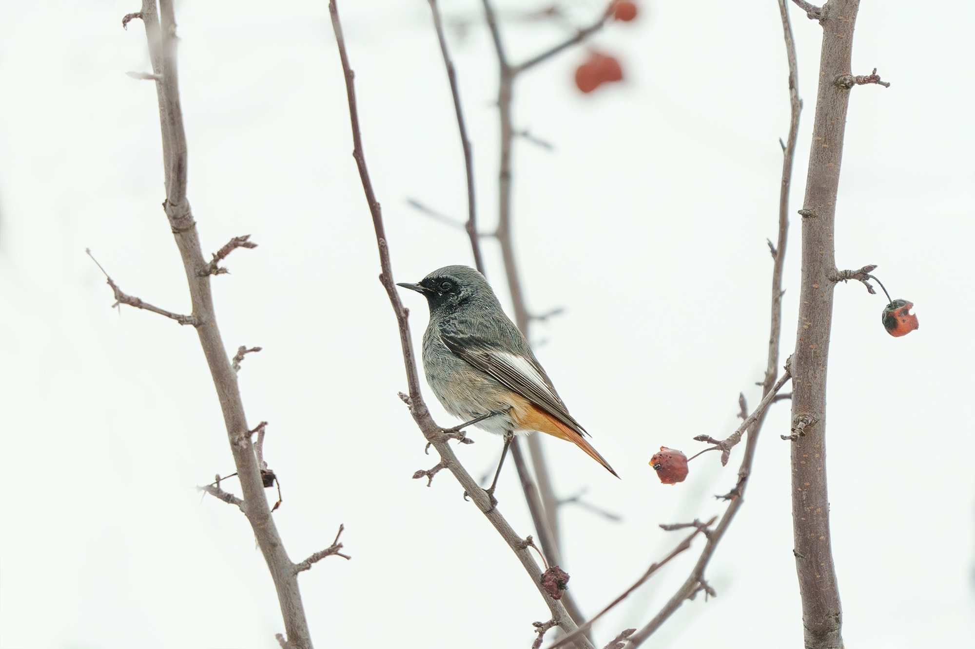 Удивительные мир птиц. Вокруг нас столько прекрасного — присмотритесь!. Ваш личный фотограф Марина Волкова