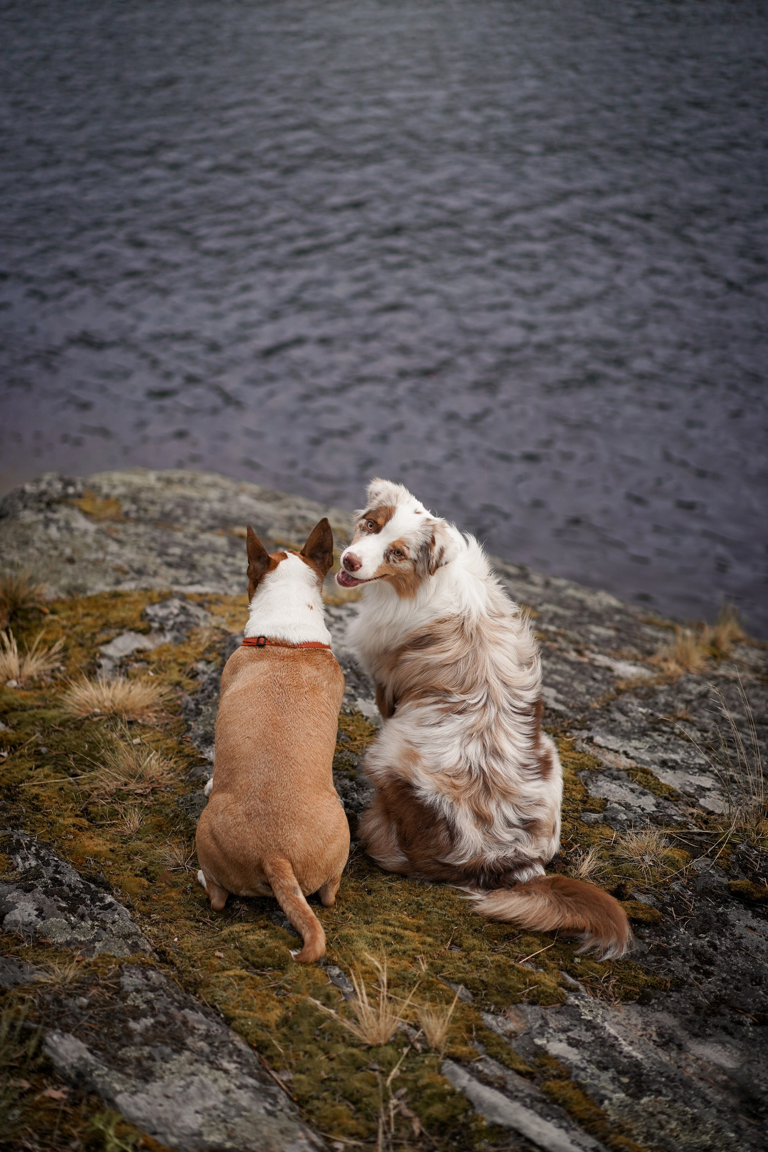 Панда и Юни в Карелии. Фотограф-анималист в Санкт-Петербурге Яна Мартынова