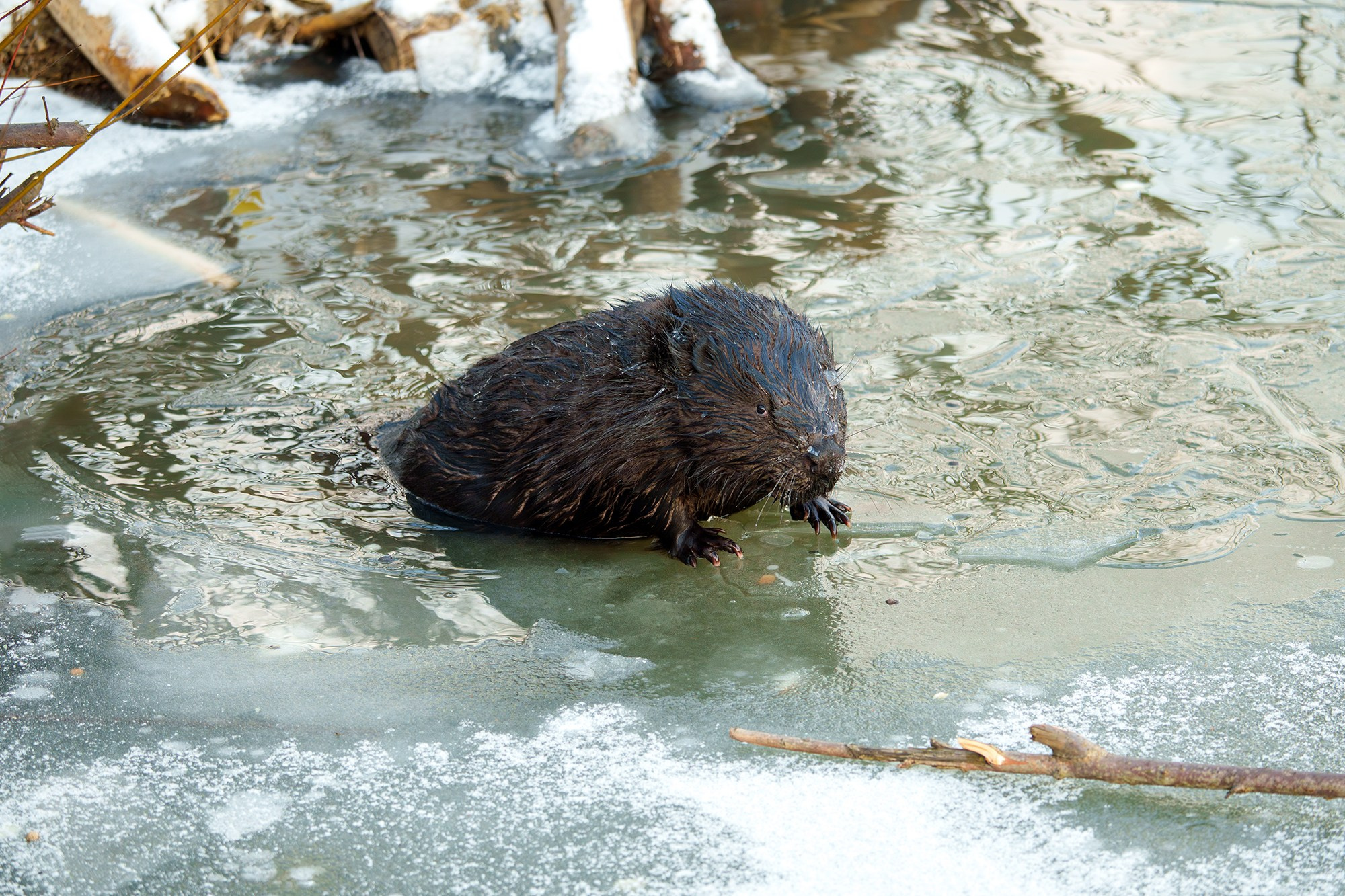 Животные. Ваш личный фотограф Марина Волкова
