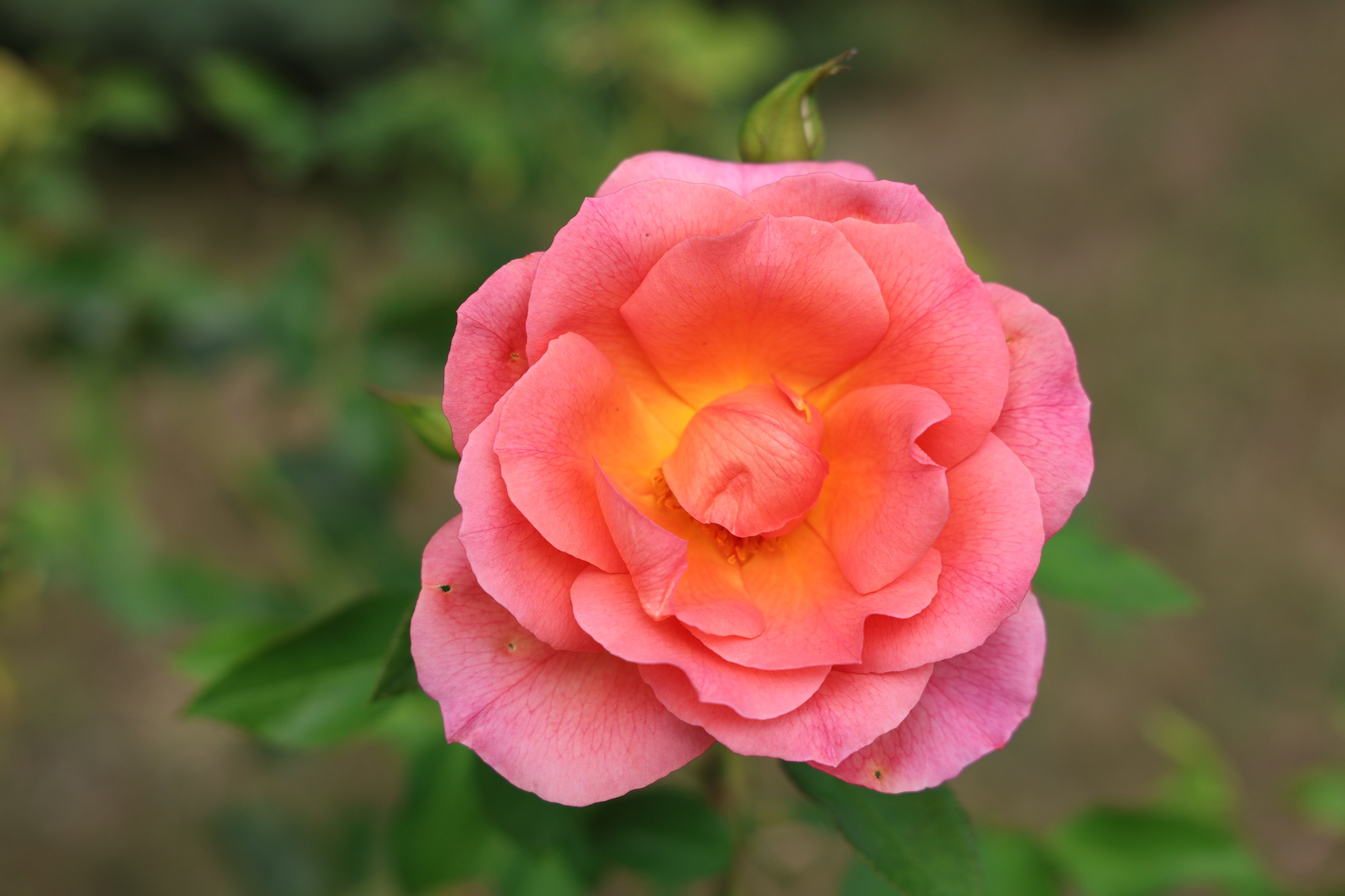 Ставрополец — Оздоровительный пансионат | с. Широкая Балка г. Новороссийск