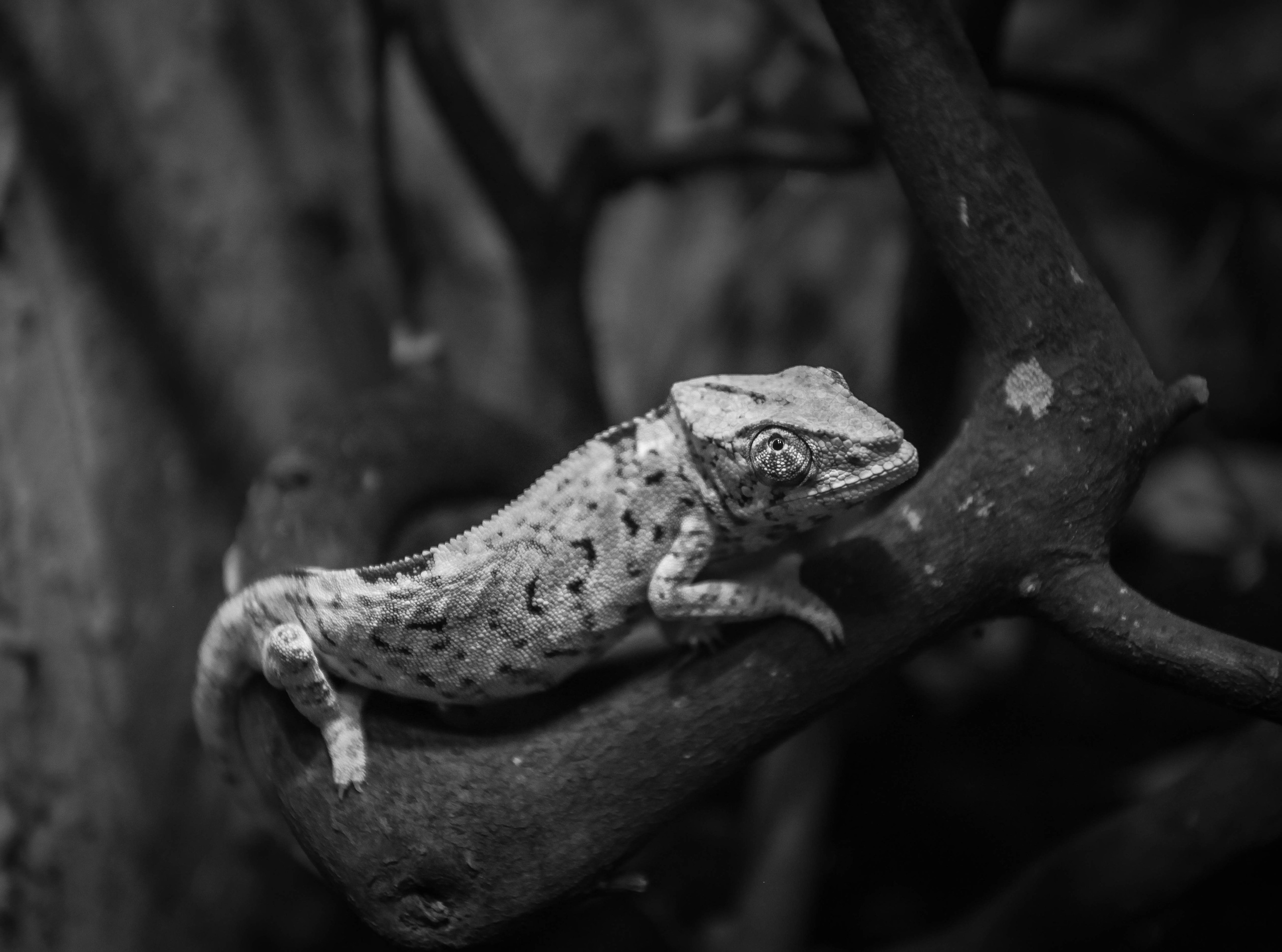 ЧЕХИЯ. Стрит-фотография, полная абсурда, идиотизма и красоты