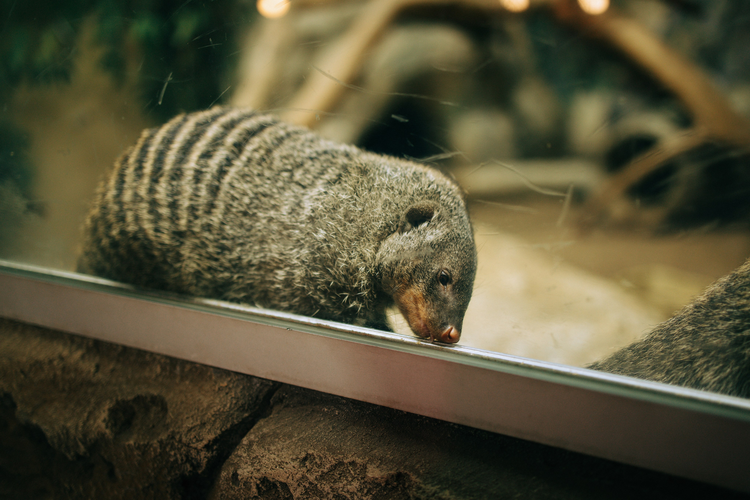 Осень, парк, экзотариум. Свадебный и семейный фотограф в Туле и области Маша Костина