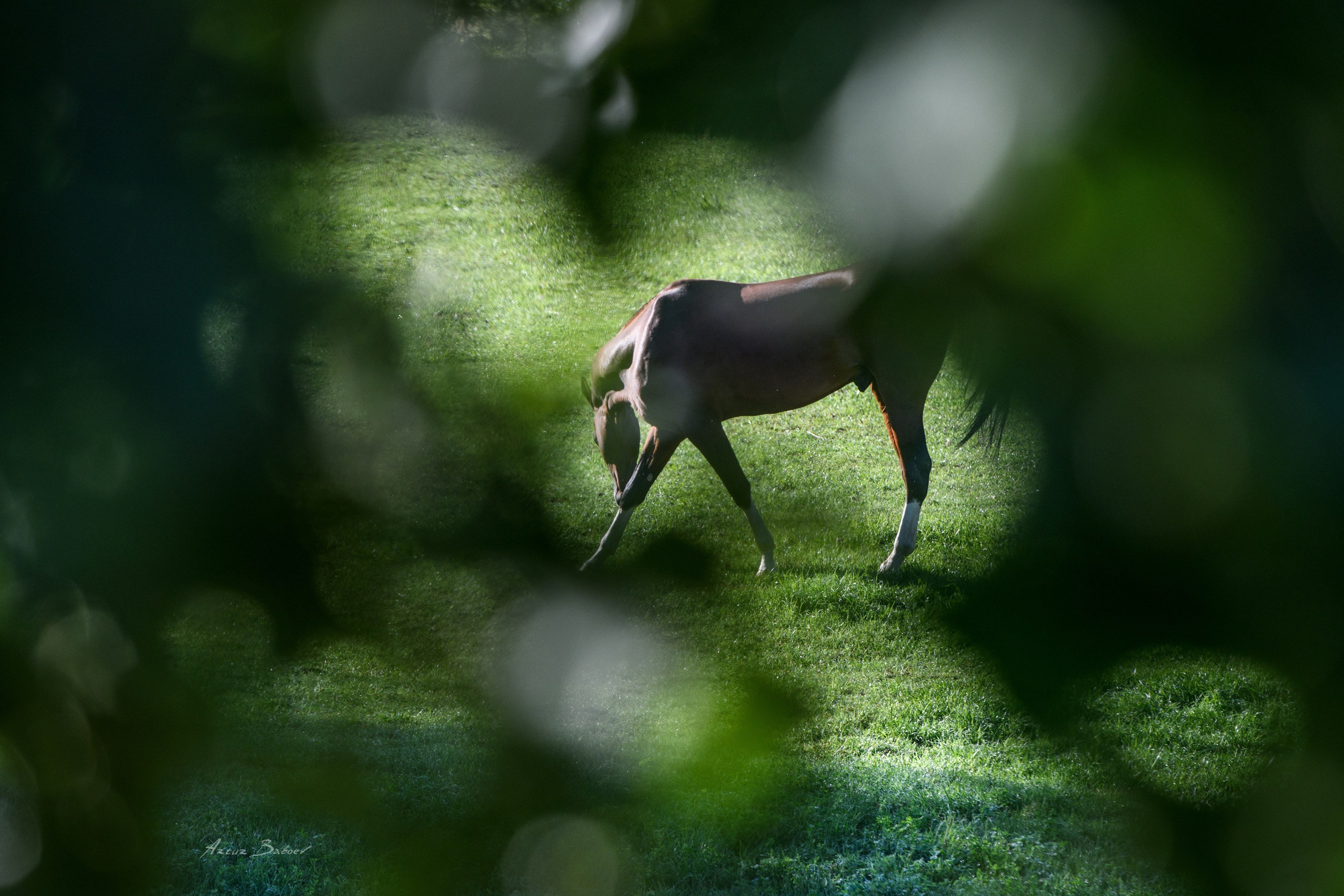 Gallery. Art photos of horses — ARTUR BABOEV | Photographer