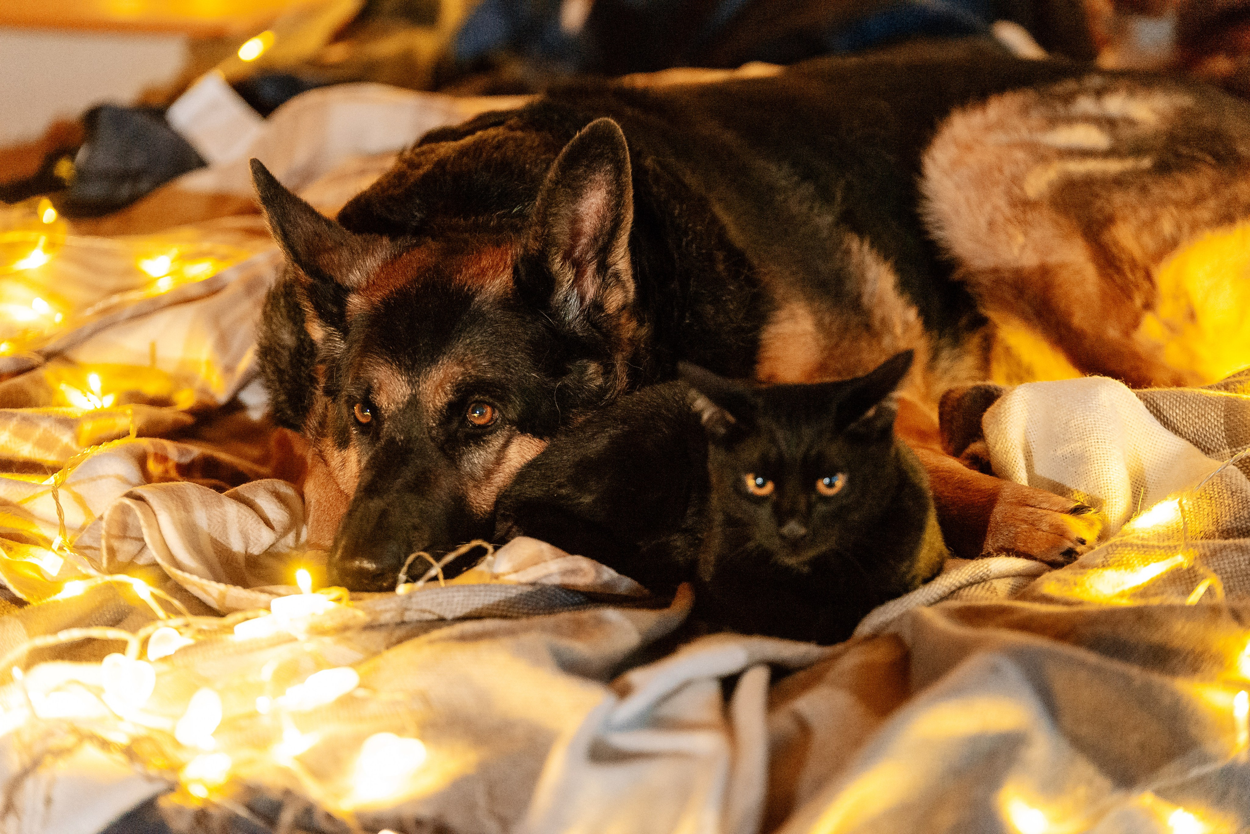 Светлана, Альфа и кошки ✨. Фотограф-анималист Анастасия Парфенова|Екатеринбург