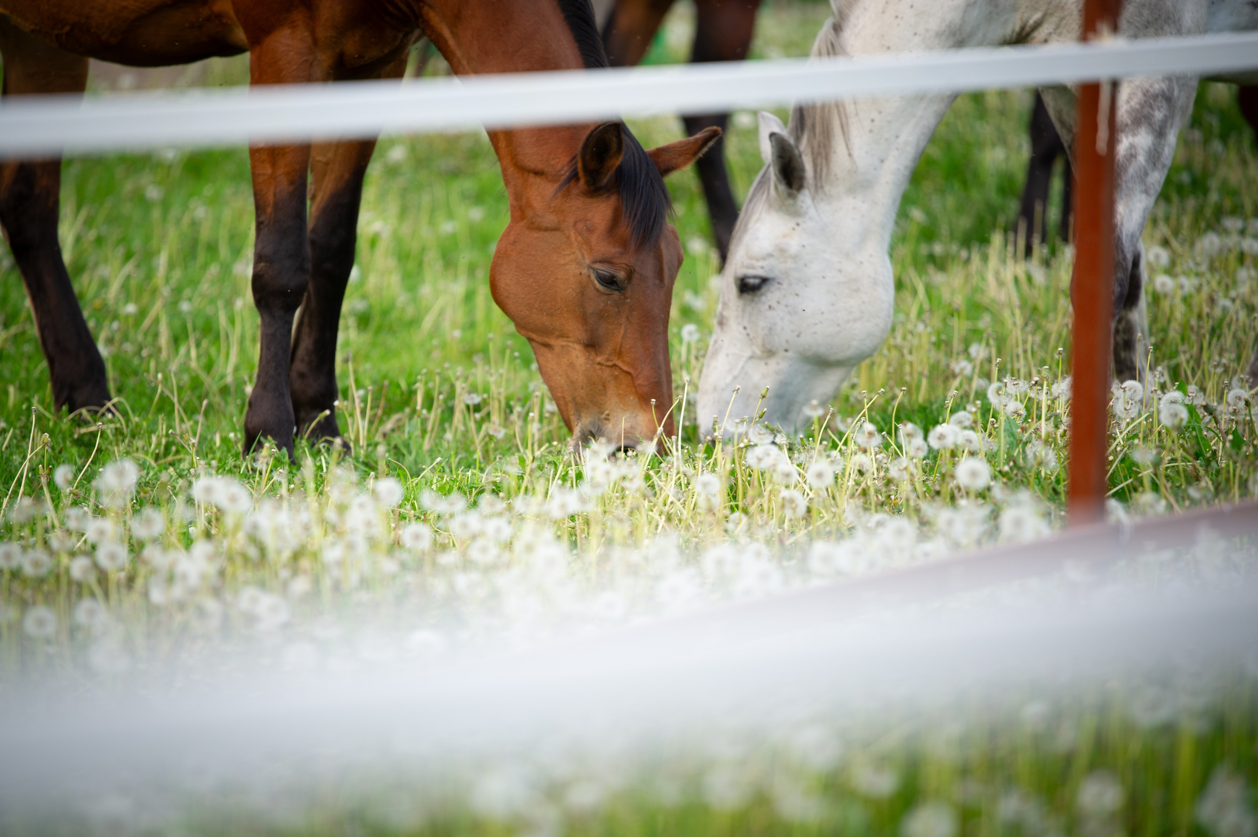 Фотограф Шариков Илья