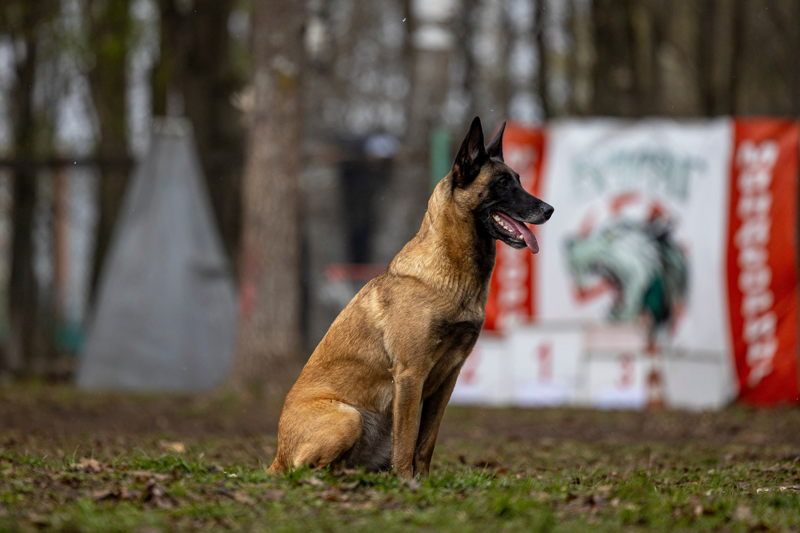 Квалификационные состязания по мондьорингу г. Вологда 11.05.24. Фотограф-анималист Анна Маринич