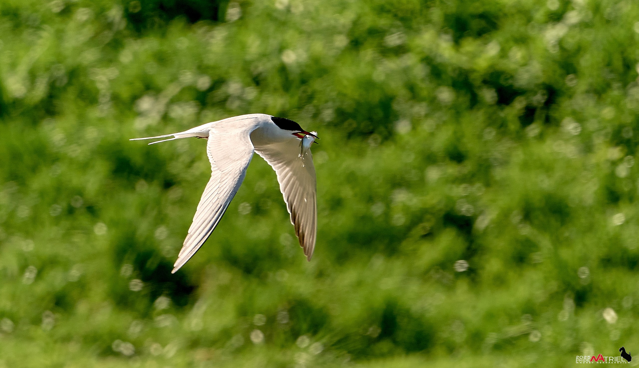 Птички и цветочки
