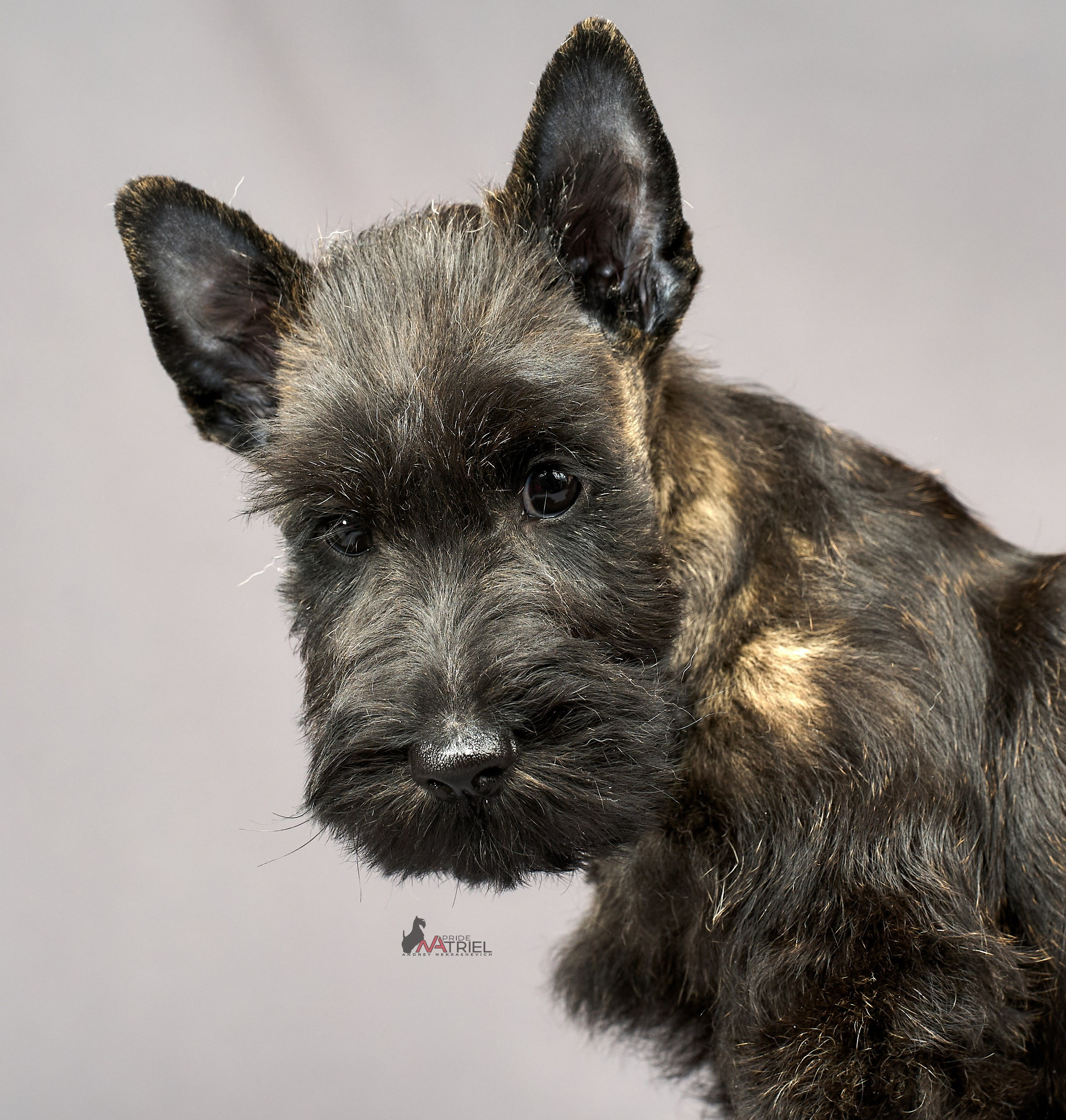 Съемка щенков скотч-терьеров