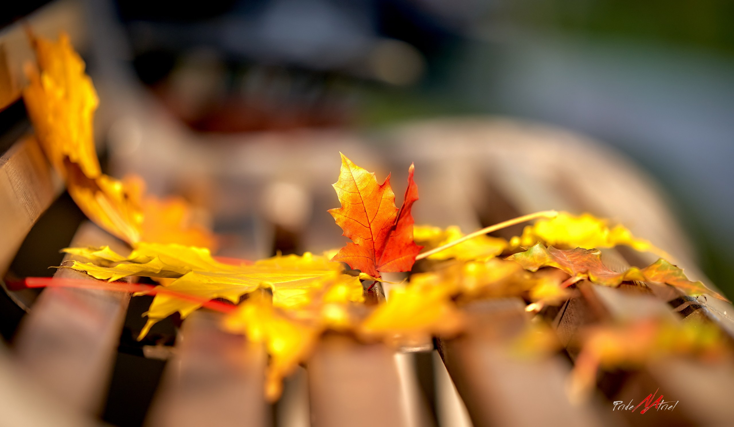 Лютики-цветочки — галерея NATRIEL