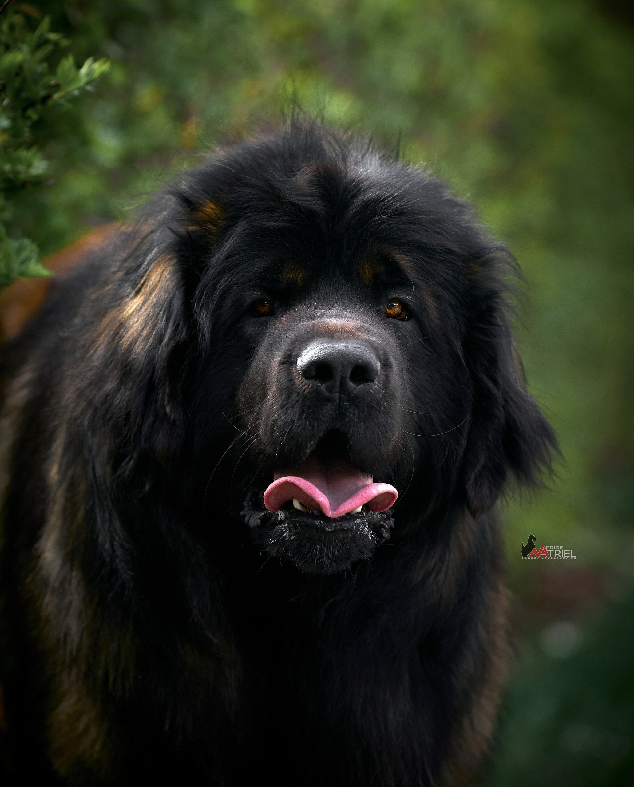 Портреты собак — галерея NATRIEL