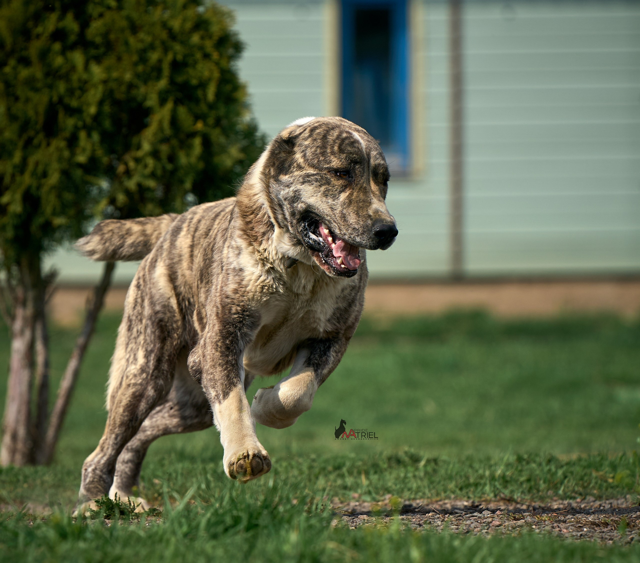 Среднеазиаты — щенки и взрослые