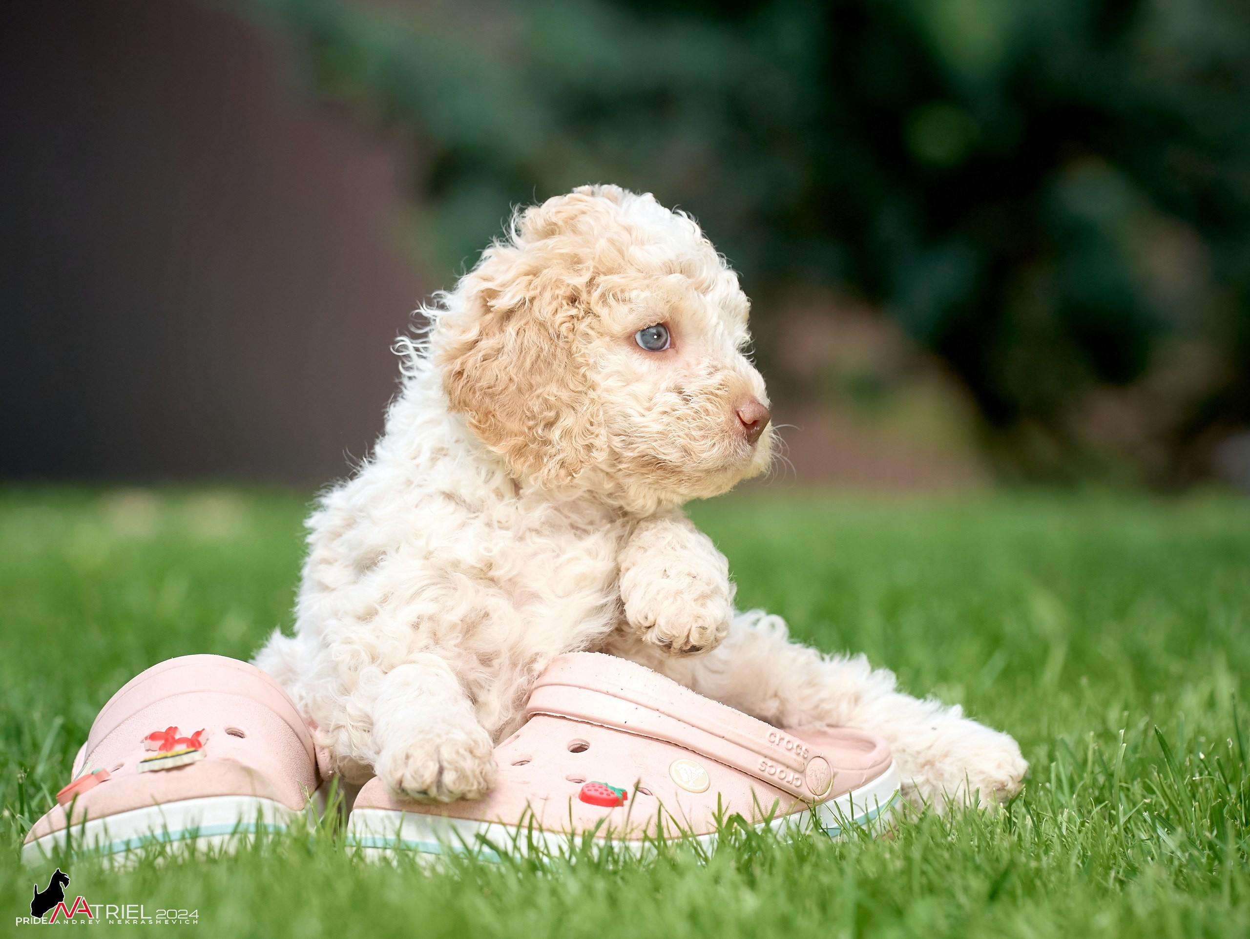 Съемка щенков лаготто