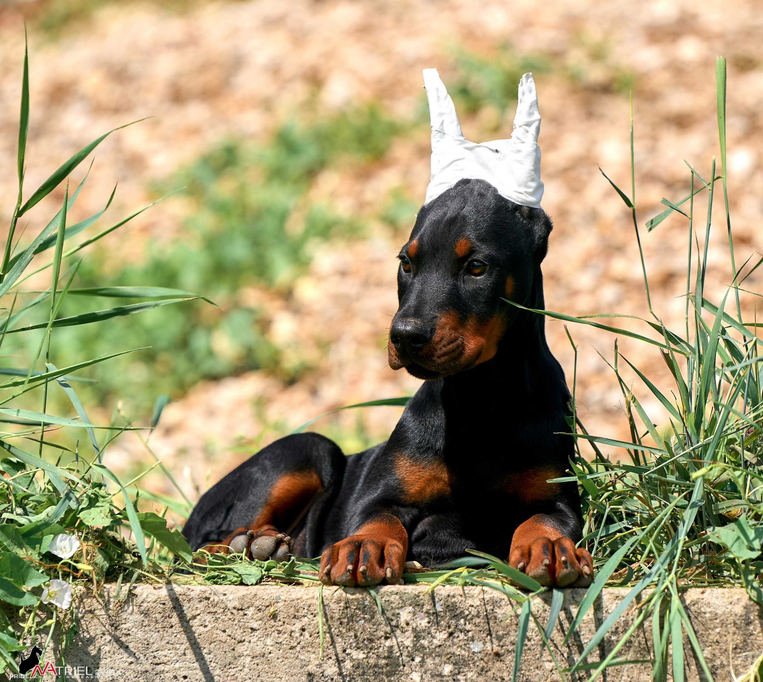 Съемка щенков доберманы