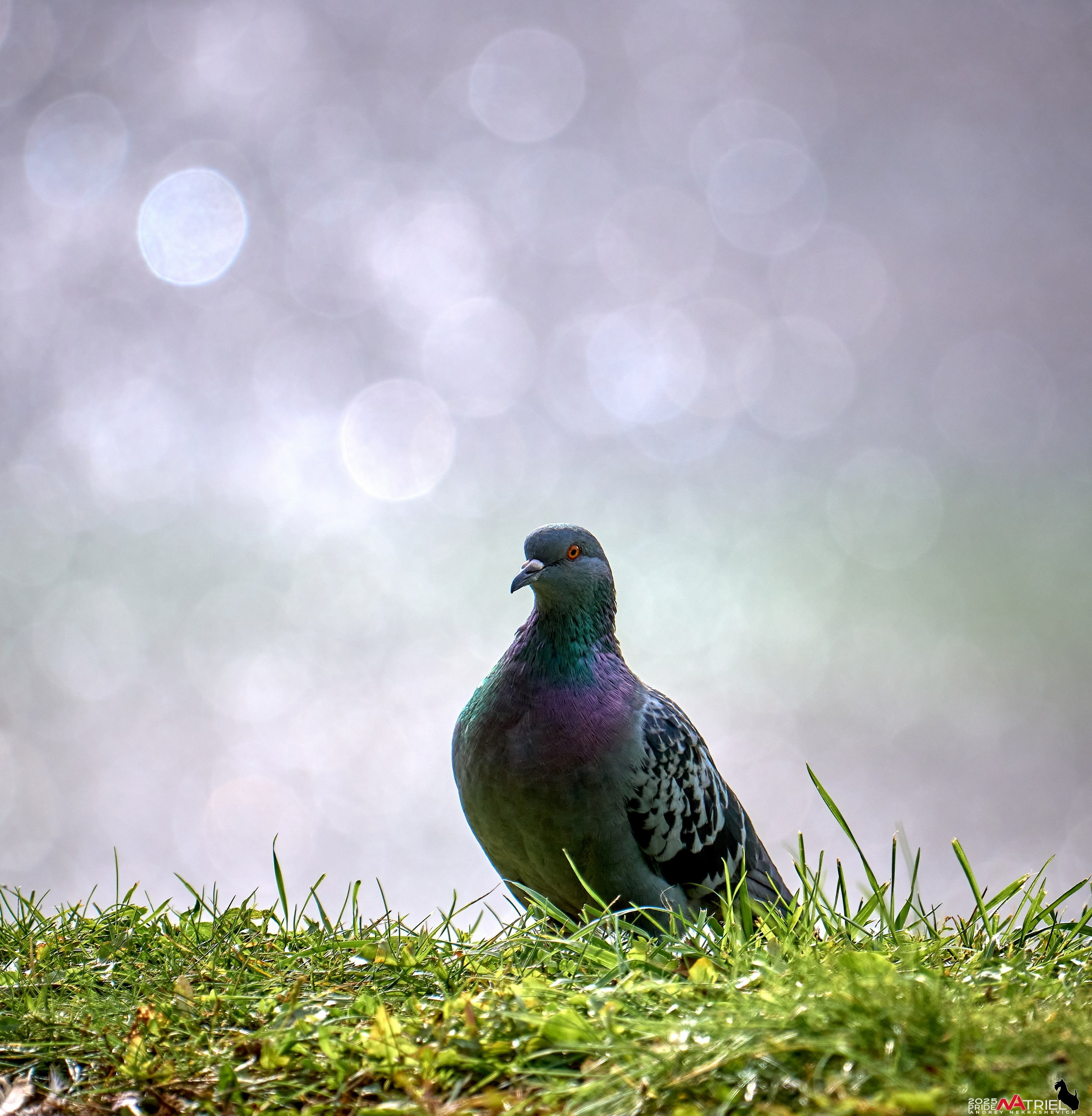 Съемка с объективом Sony 200-600 на камеру Sony A1m2