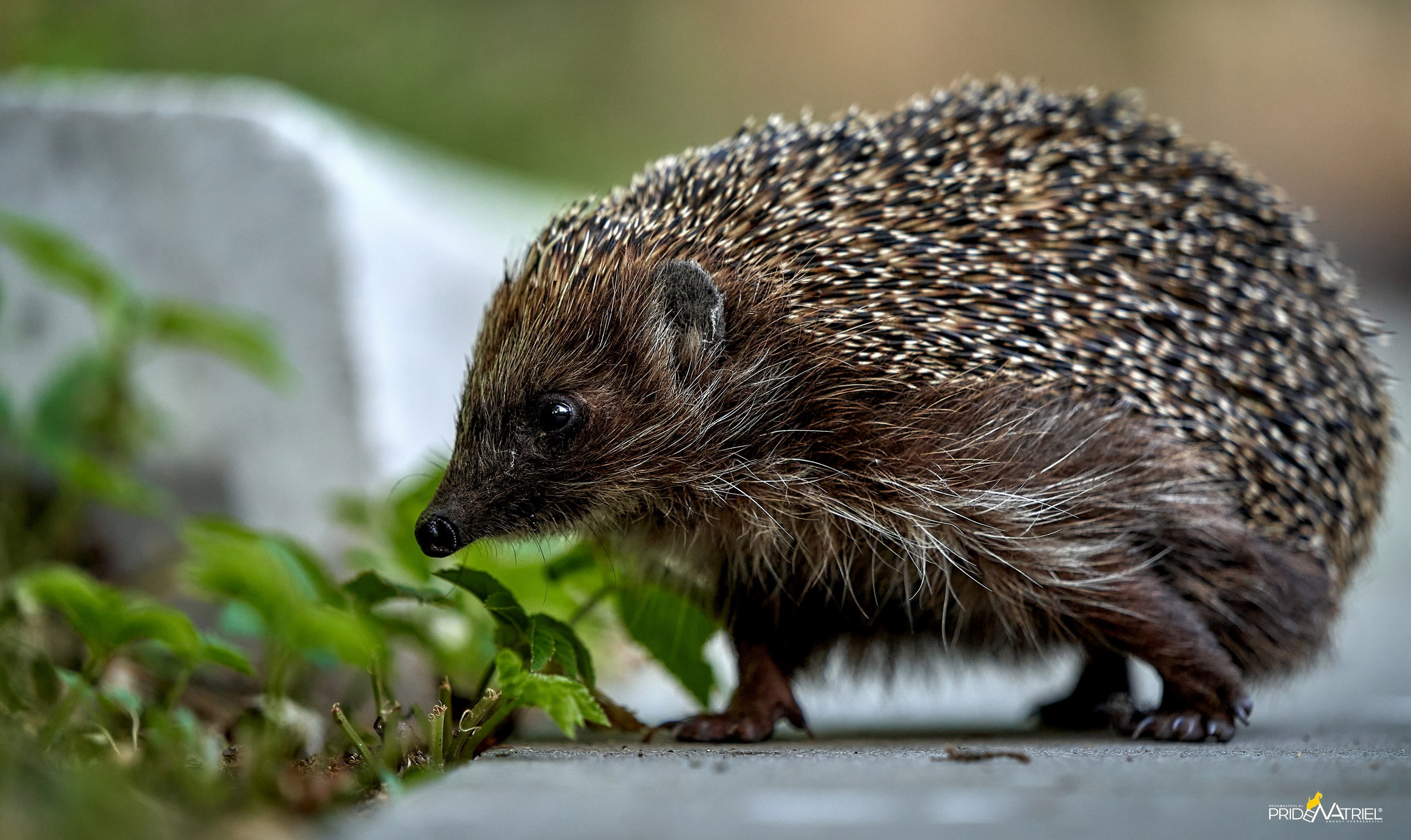 Животные — галерея NATRIEL