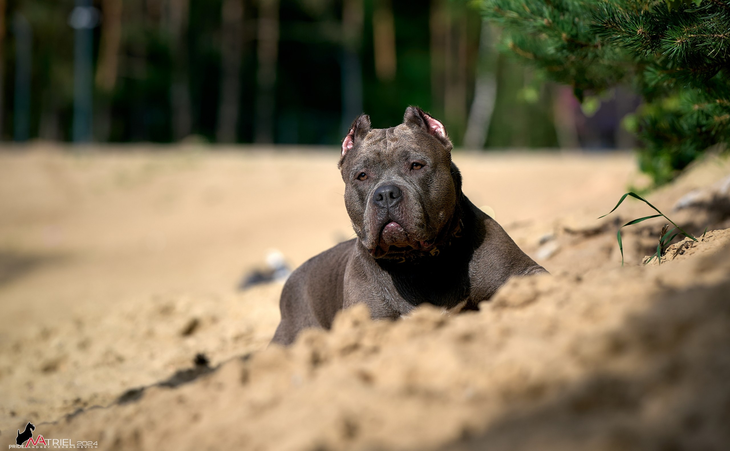 Фотопрогулка с булли