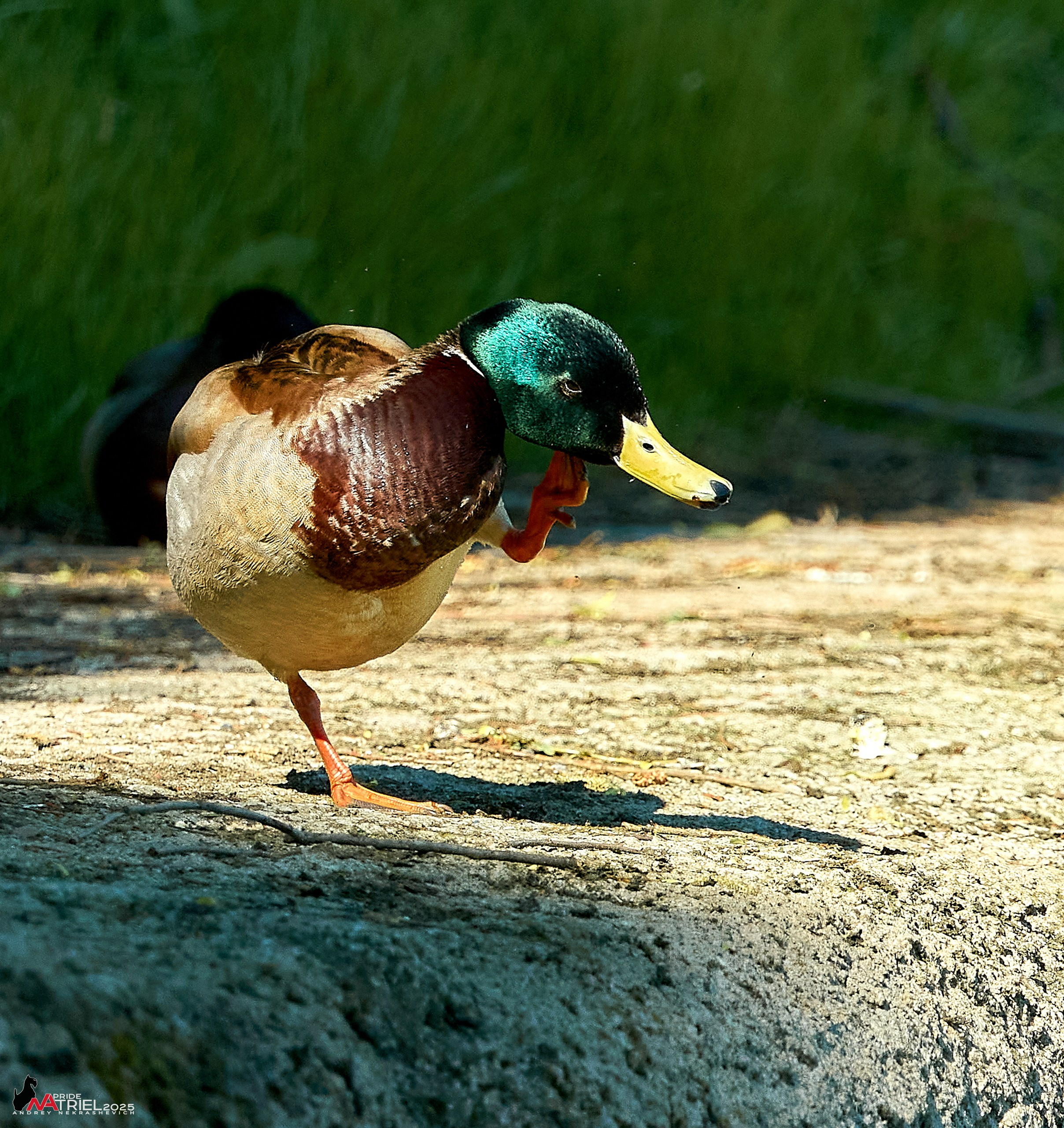 Птички и цветочки