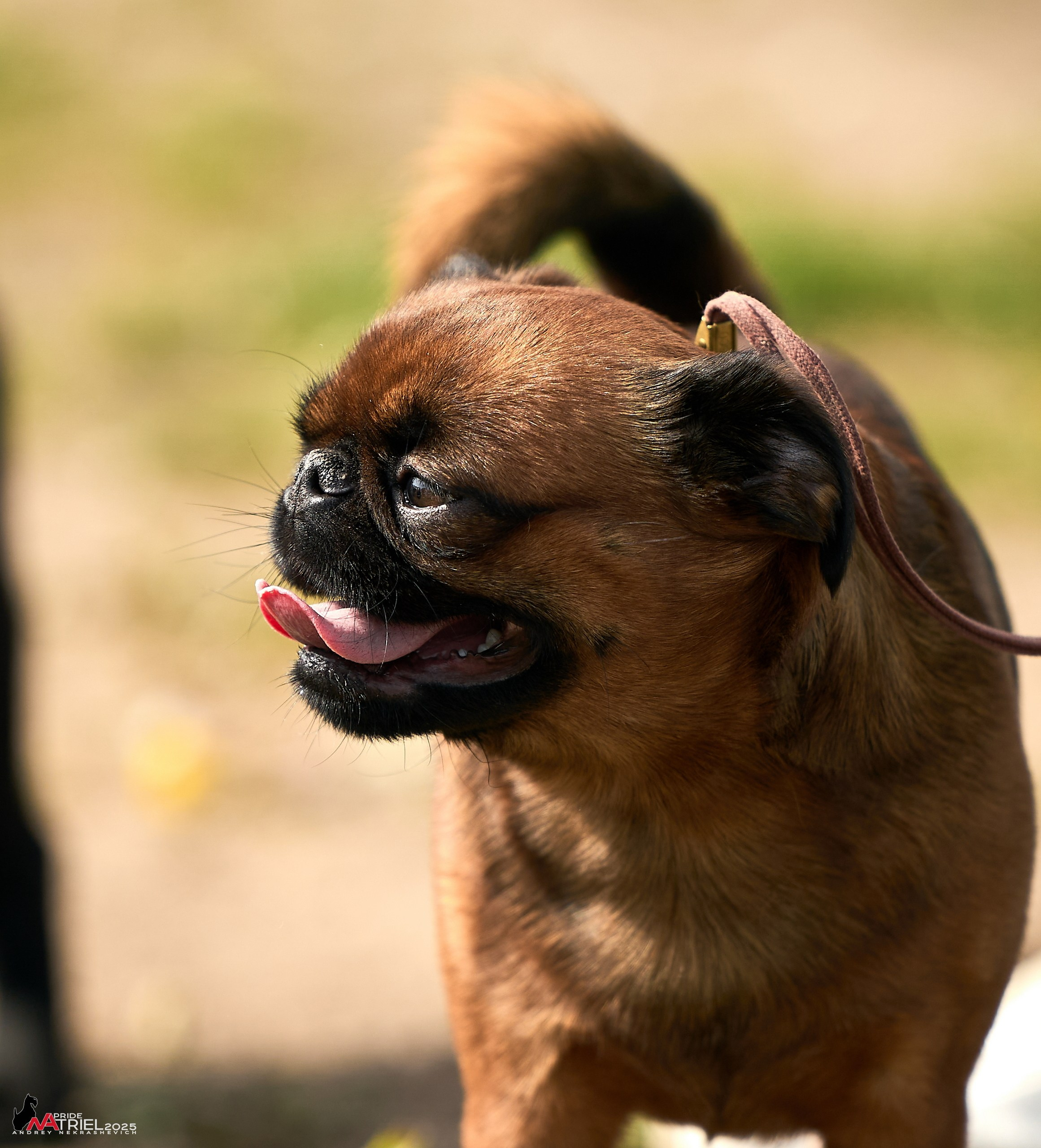 Выставка собак Суздаль-Владимир