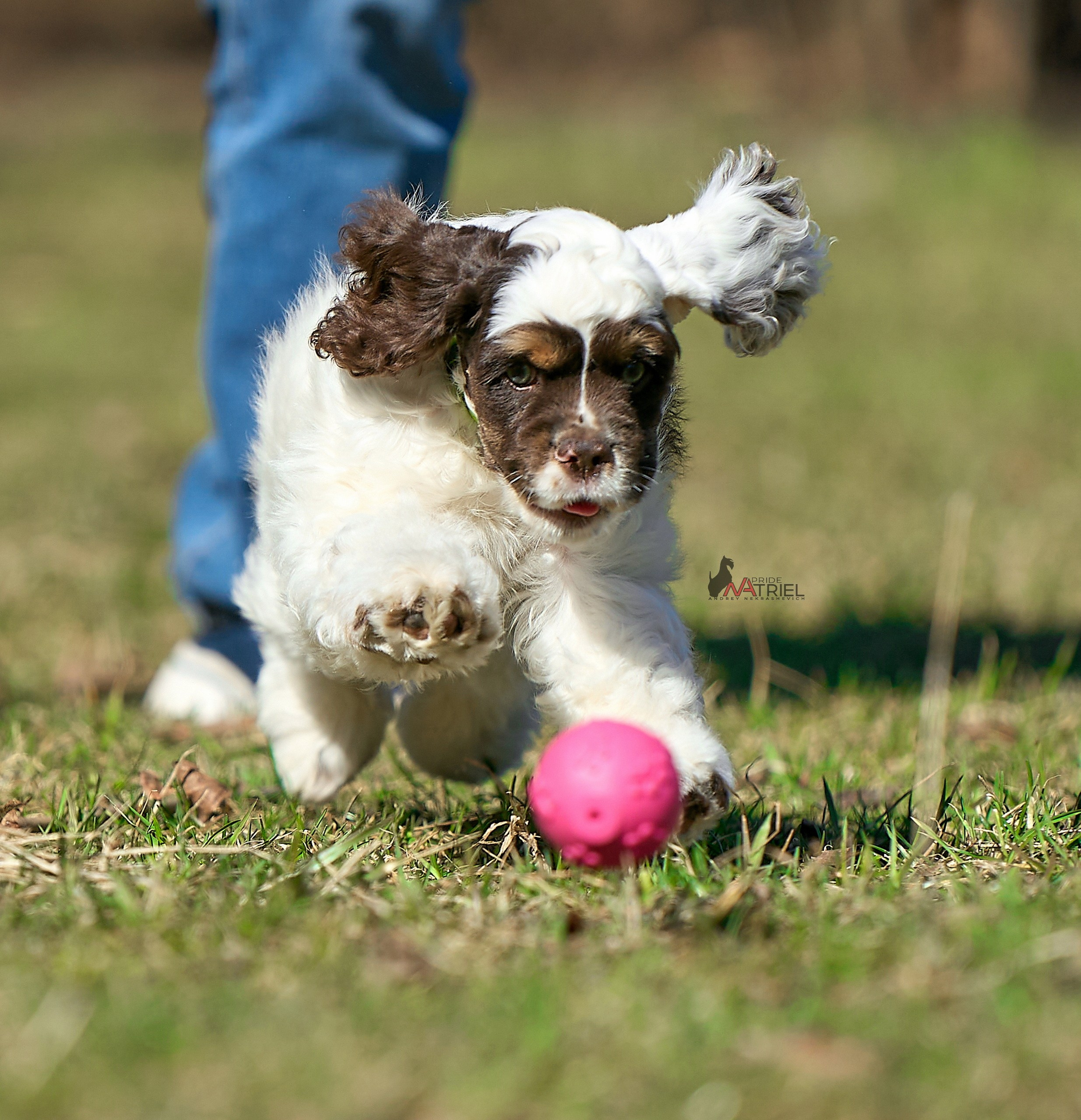 Прогулка со щенком