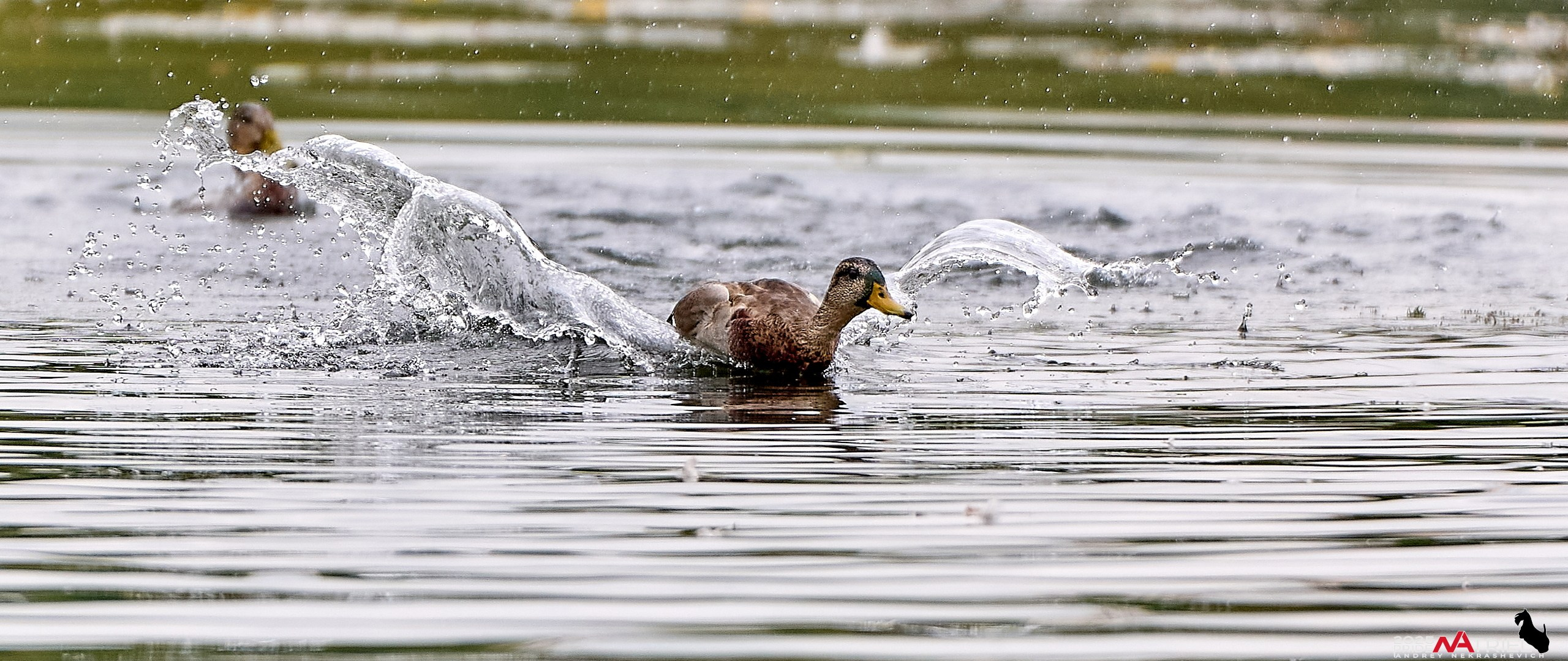 Утки на пруду