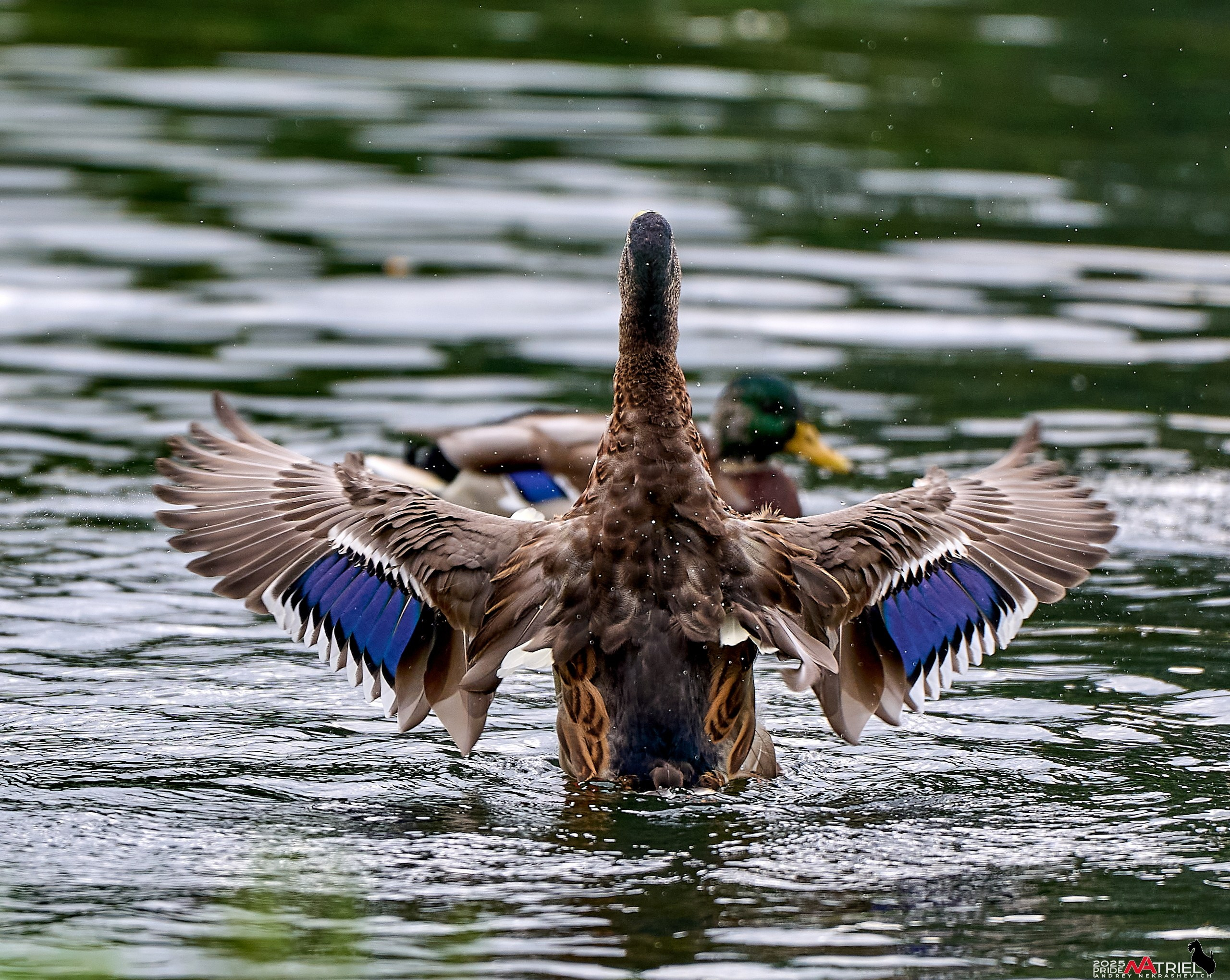 Утки на пруду