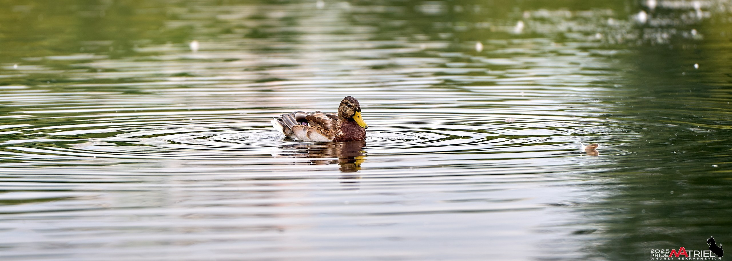 Утки на пруду